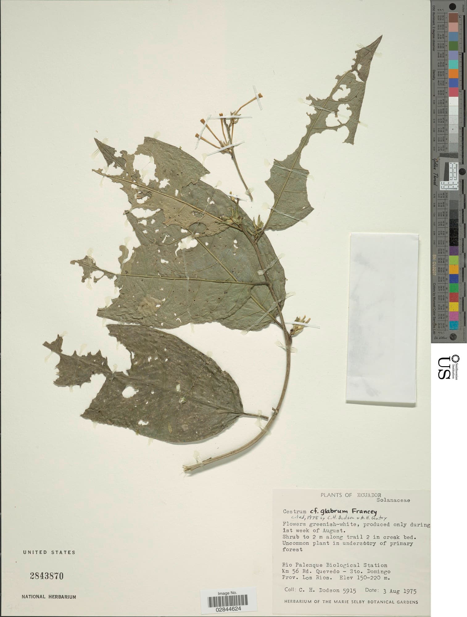 Cestrum glabrum