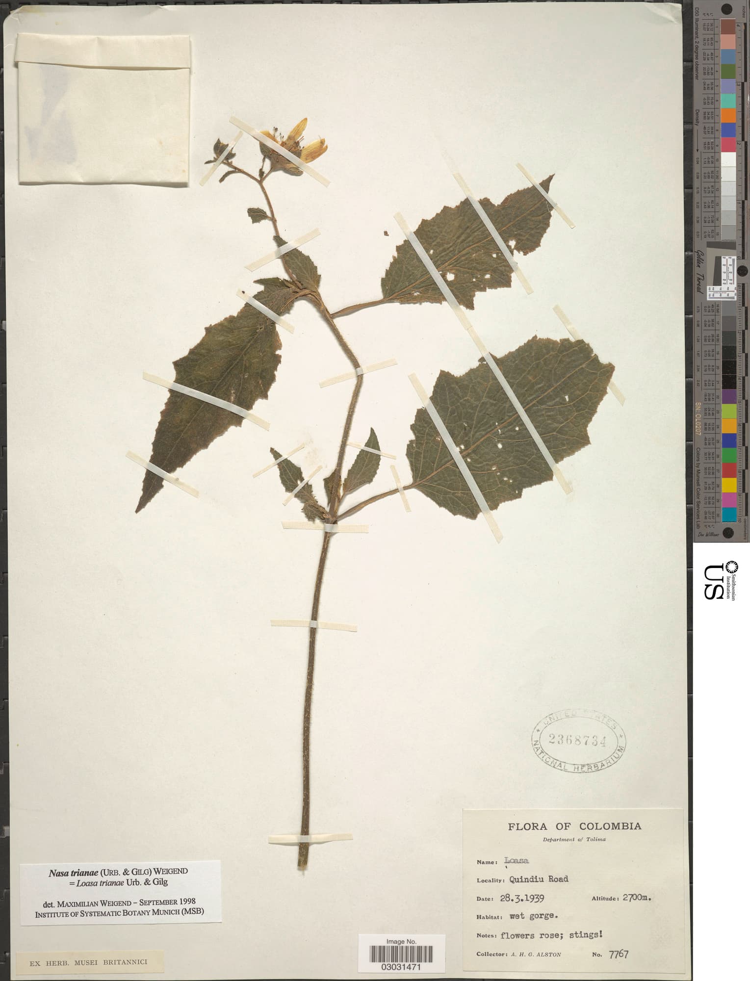 Nasa trianae