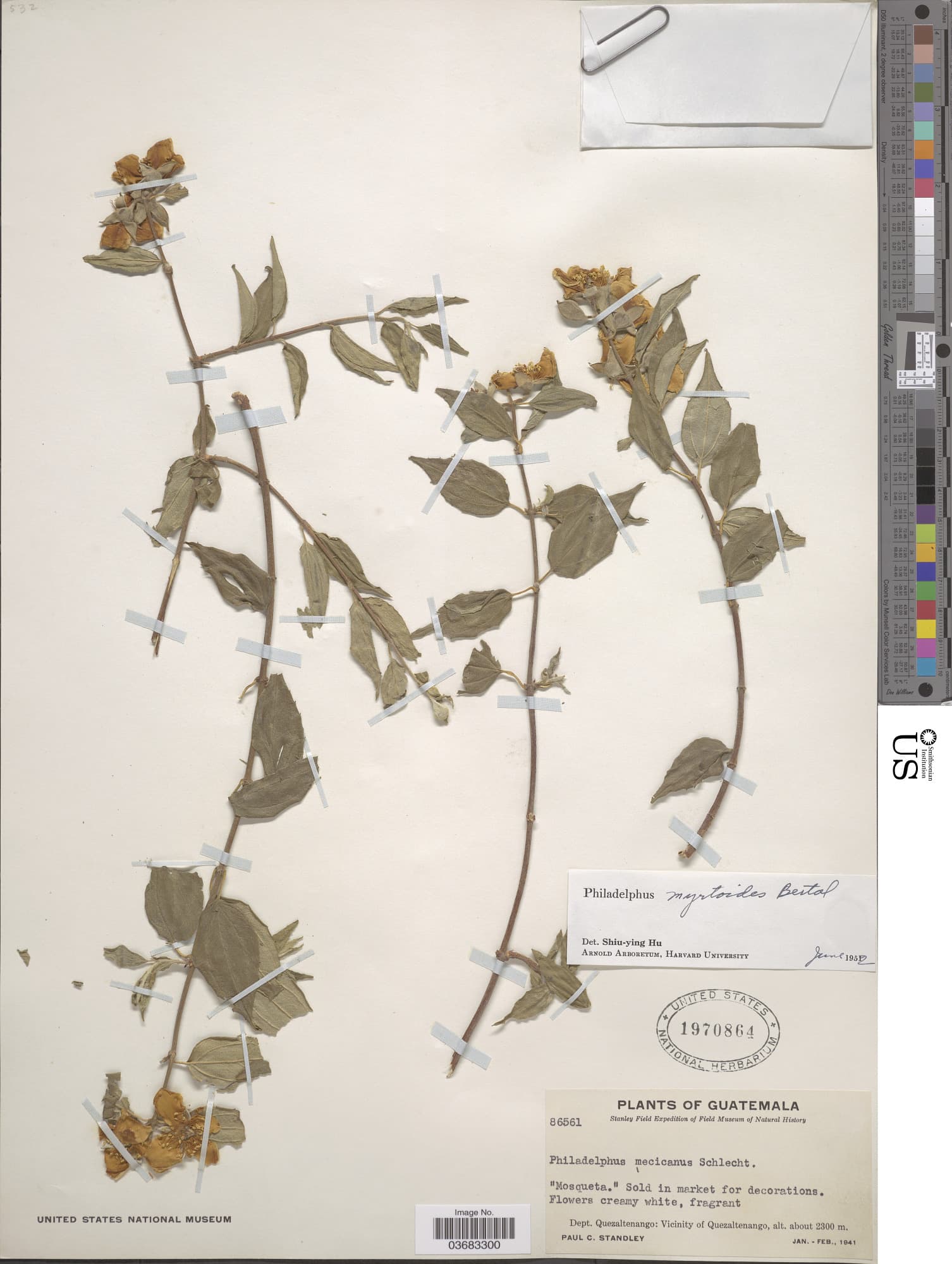 Philadelphus myrtoides
