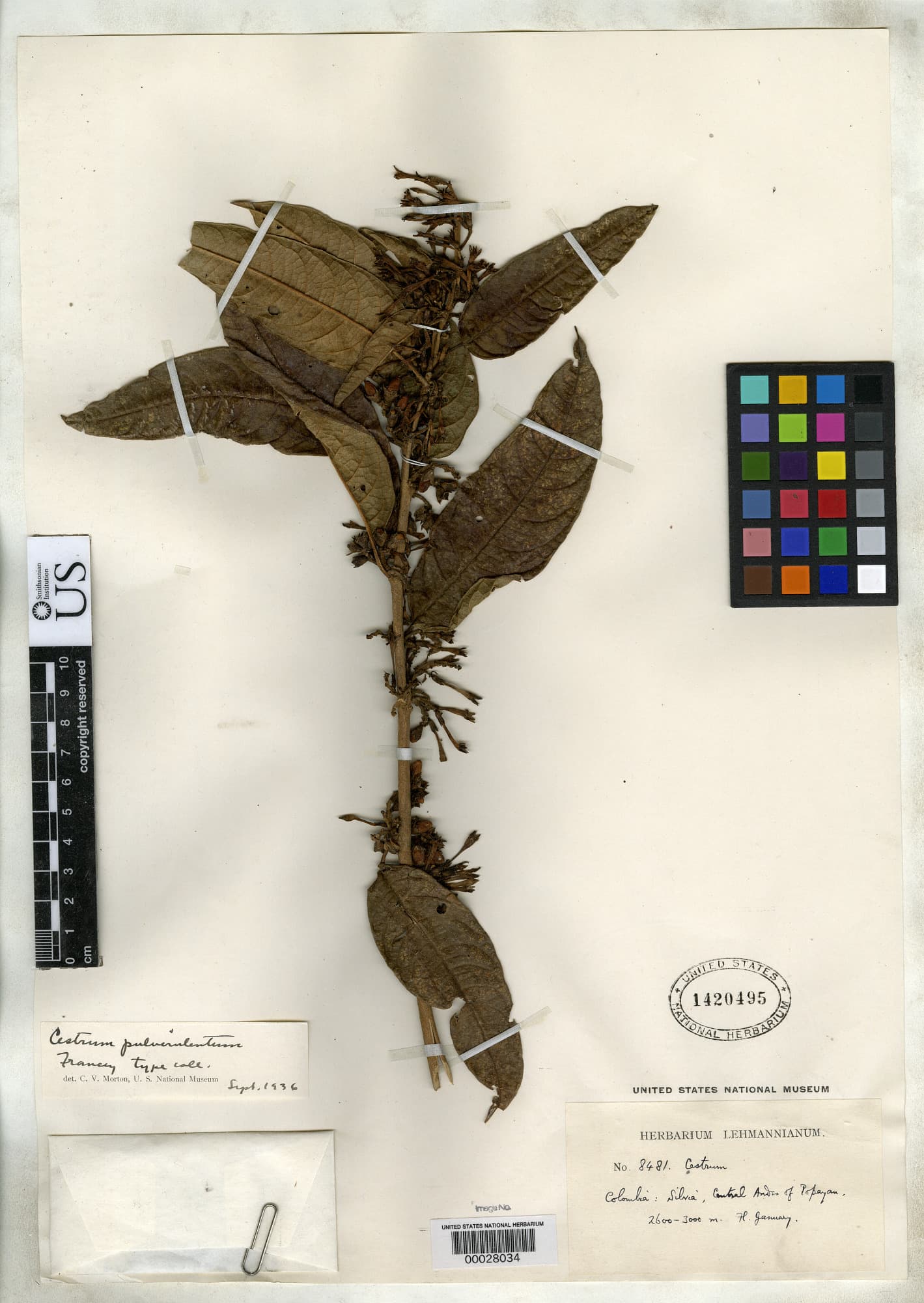Cestrum pulverulentum
