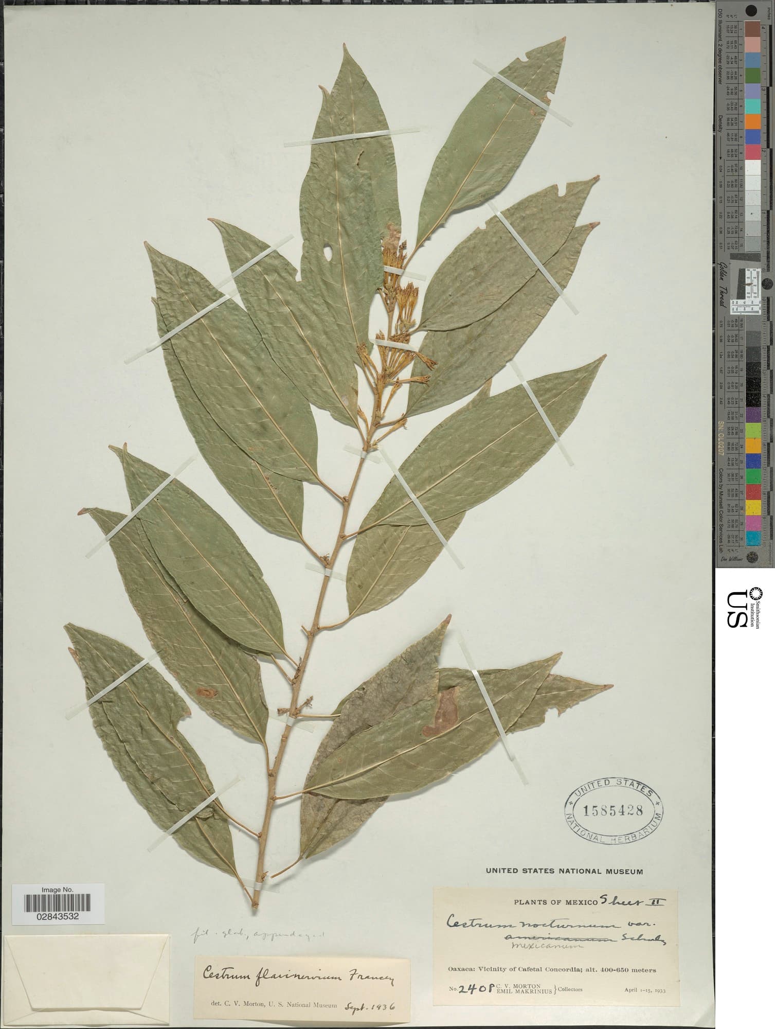 Cestrum flavinervium
