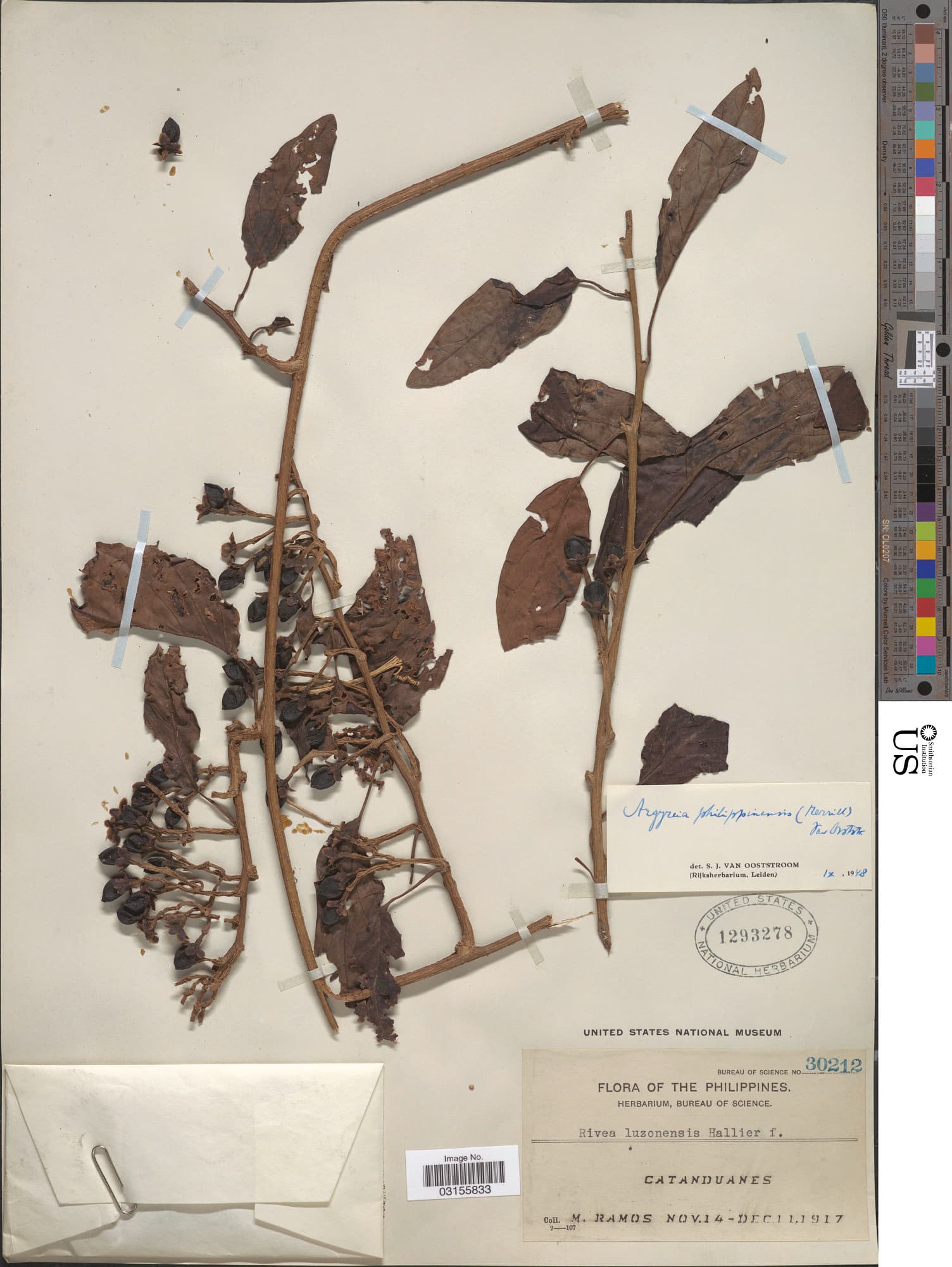 Argyreia philippinensis