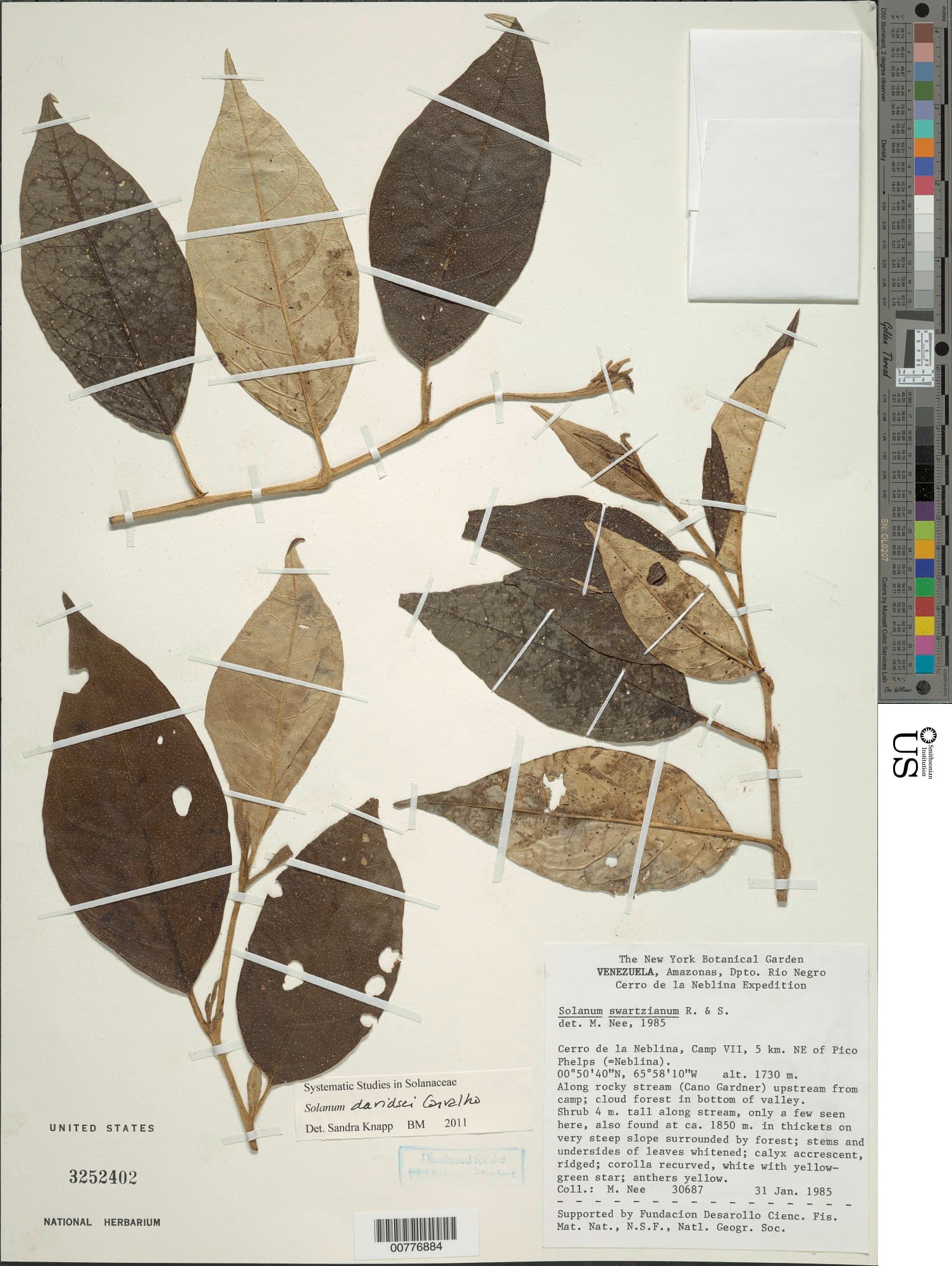 Solanum davidsei