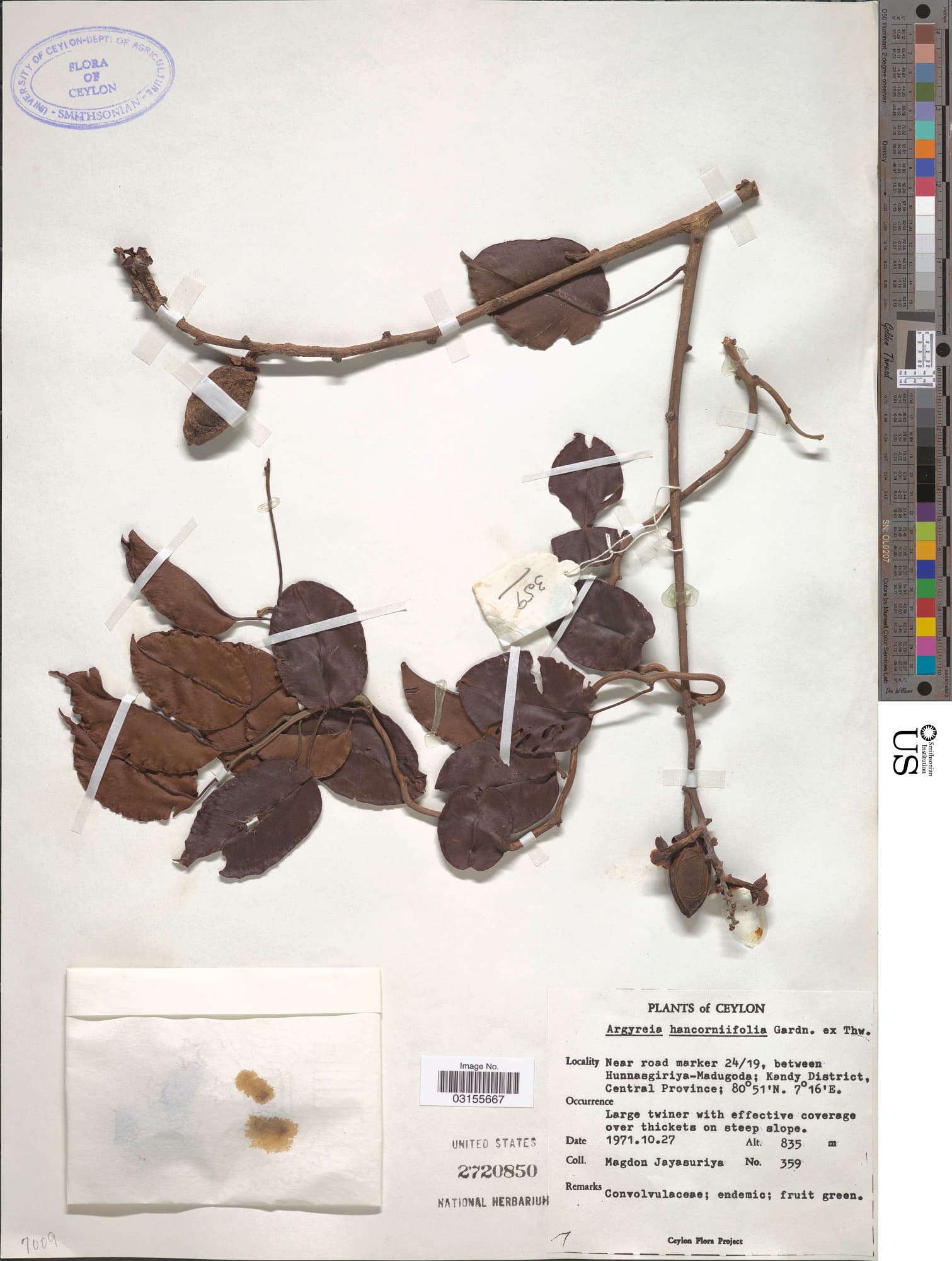 Argyreia hancorniifolia