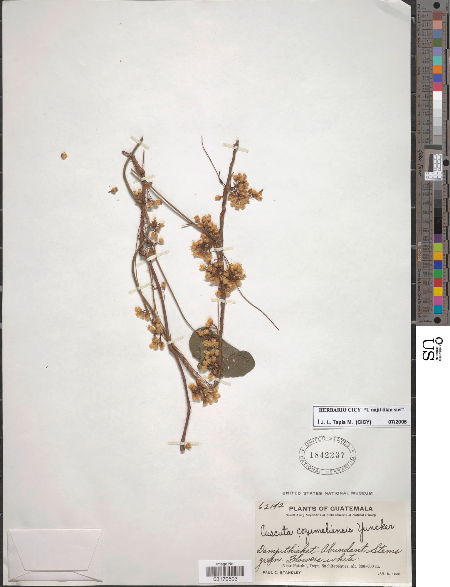Cuscuta cozumeliensis