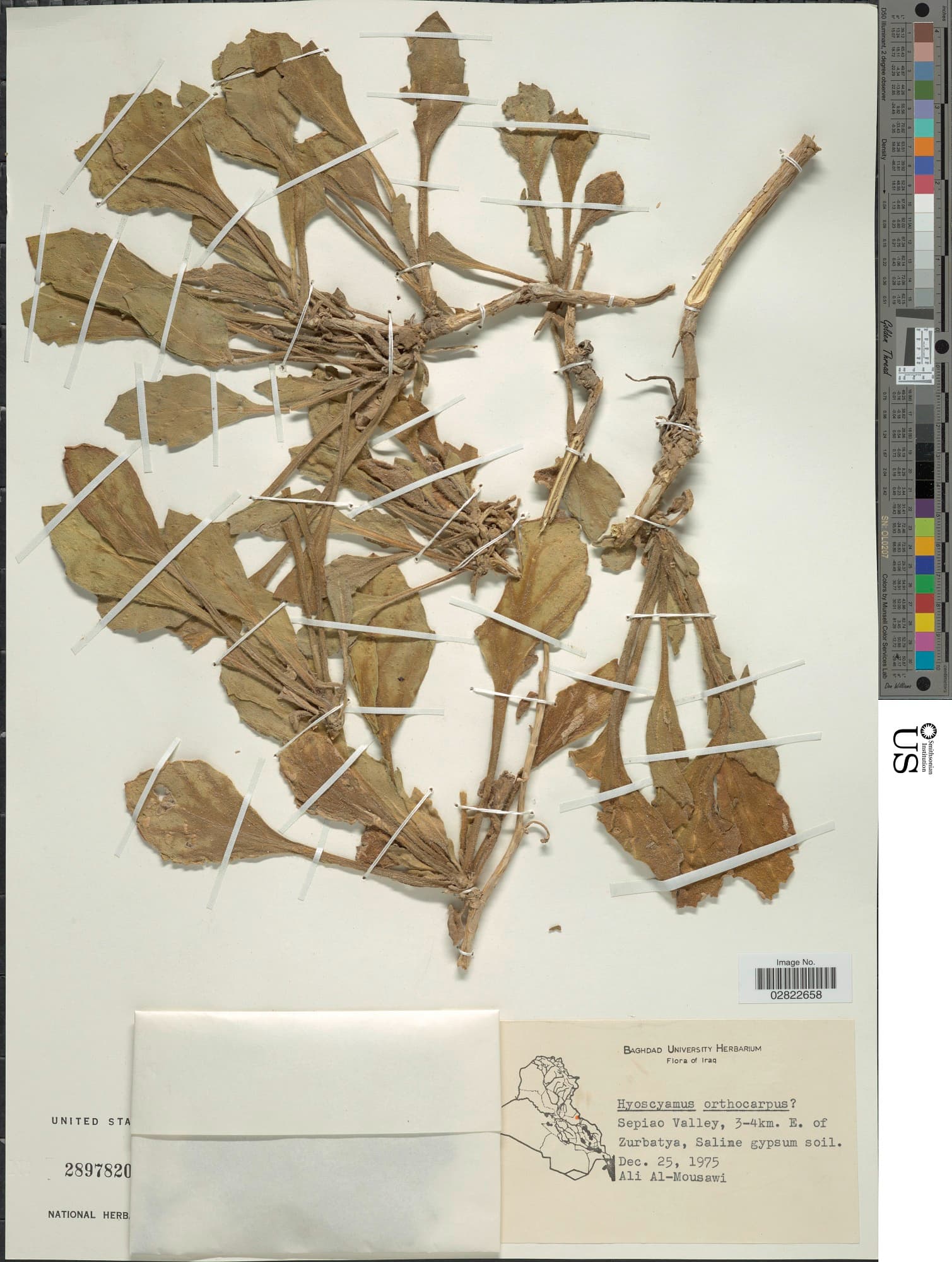 Hyoscyamus orthocarpus