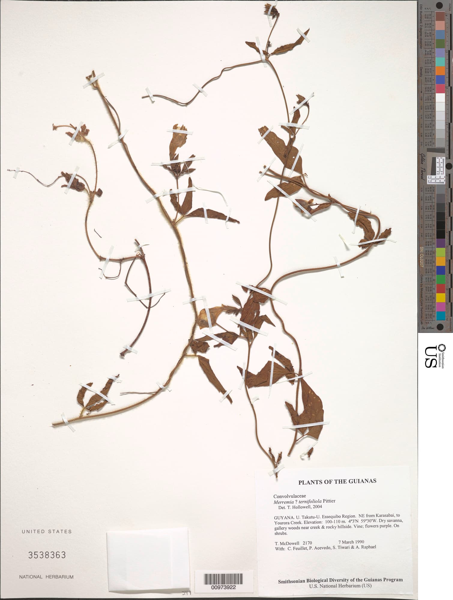 Distimake ternifoliolus