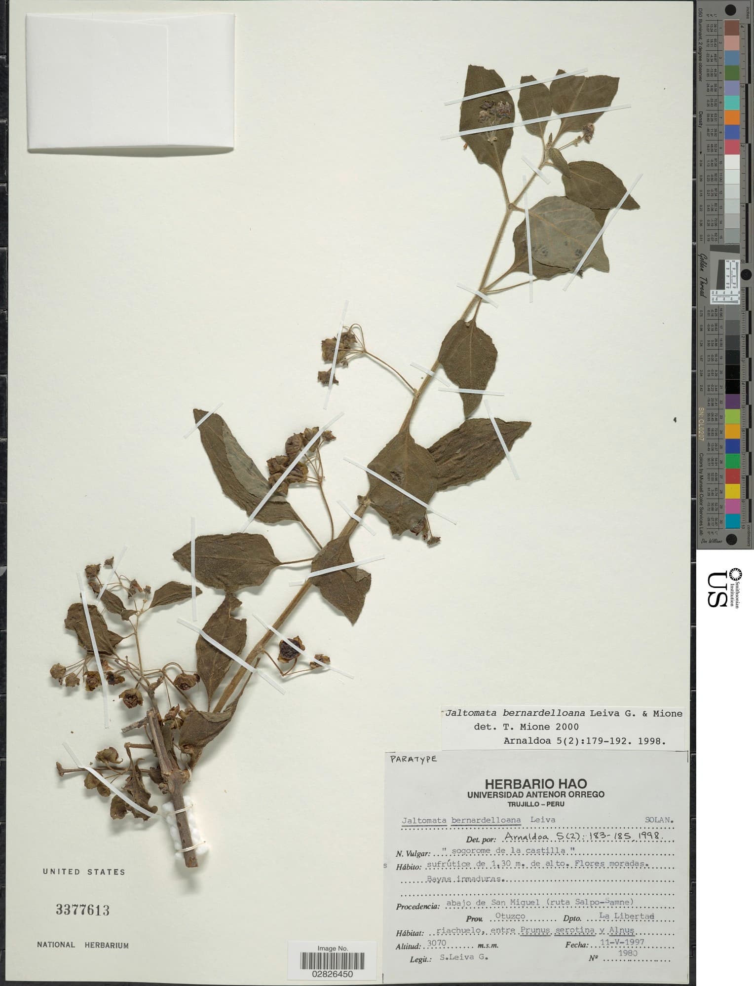 Jaltomata bernardelloana