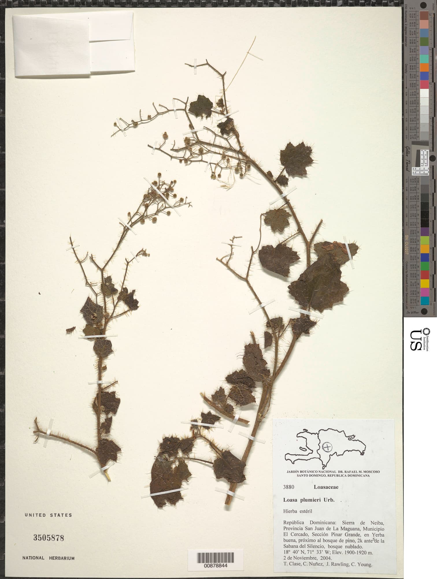 Aosa plumieri