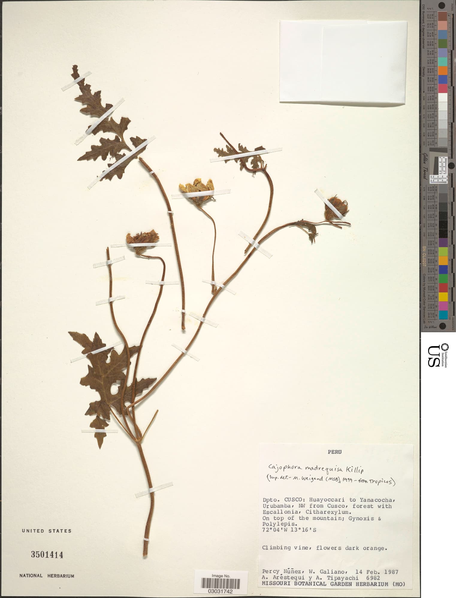 Caiophora madrequisa