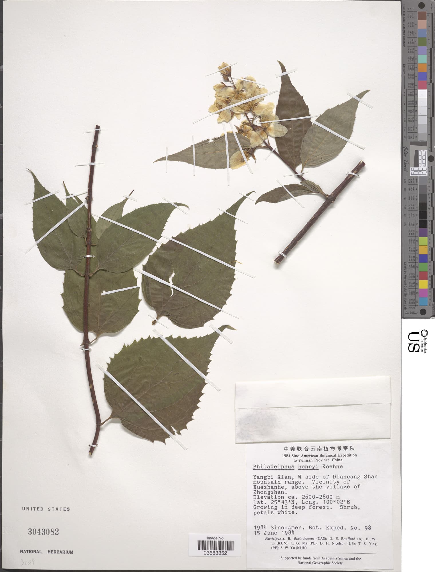 Henry's Mock Orange