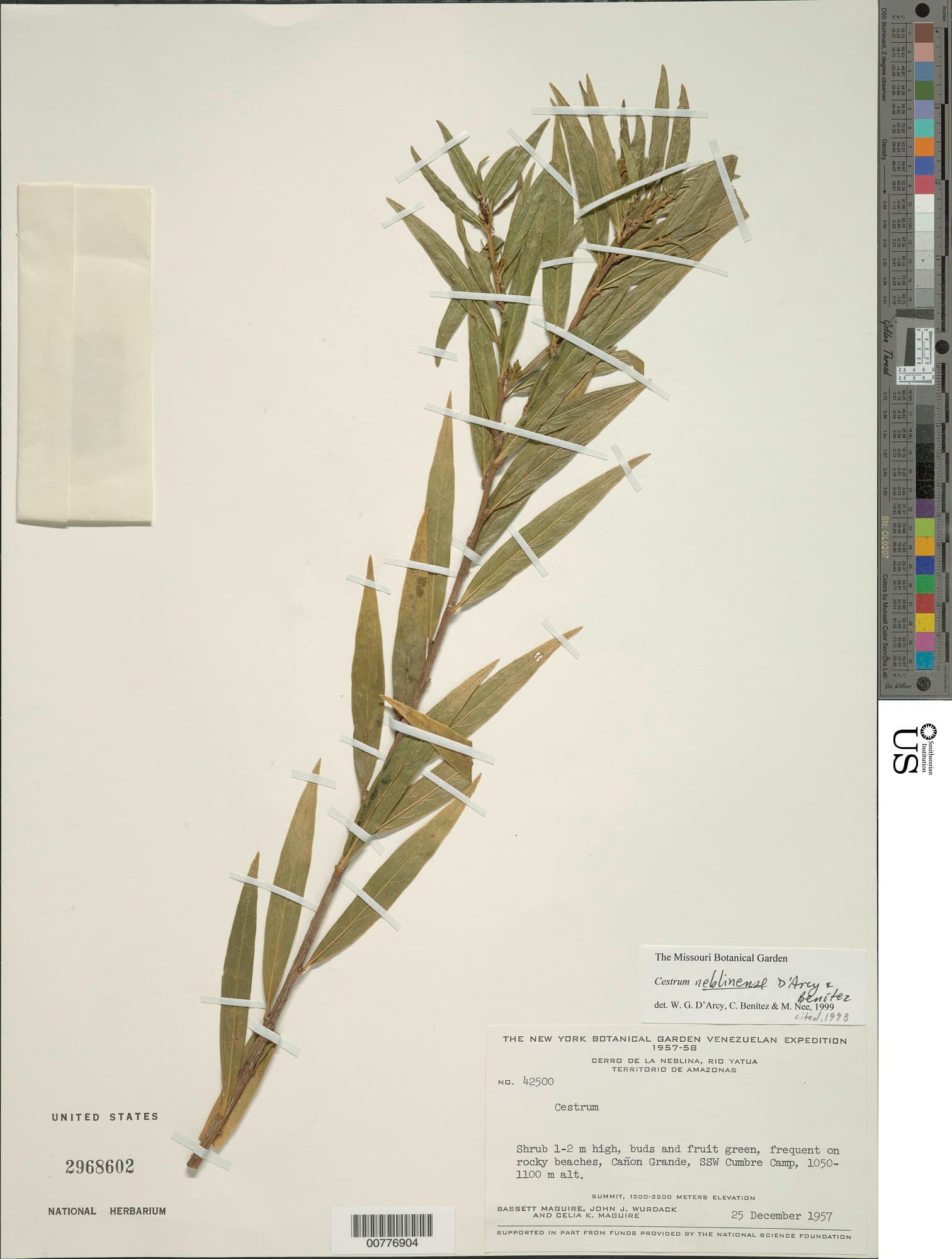 Cestrum neblinense