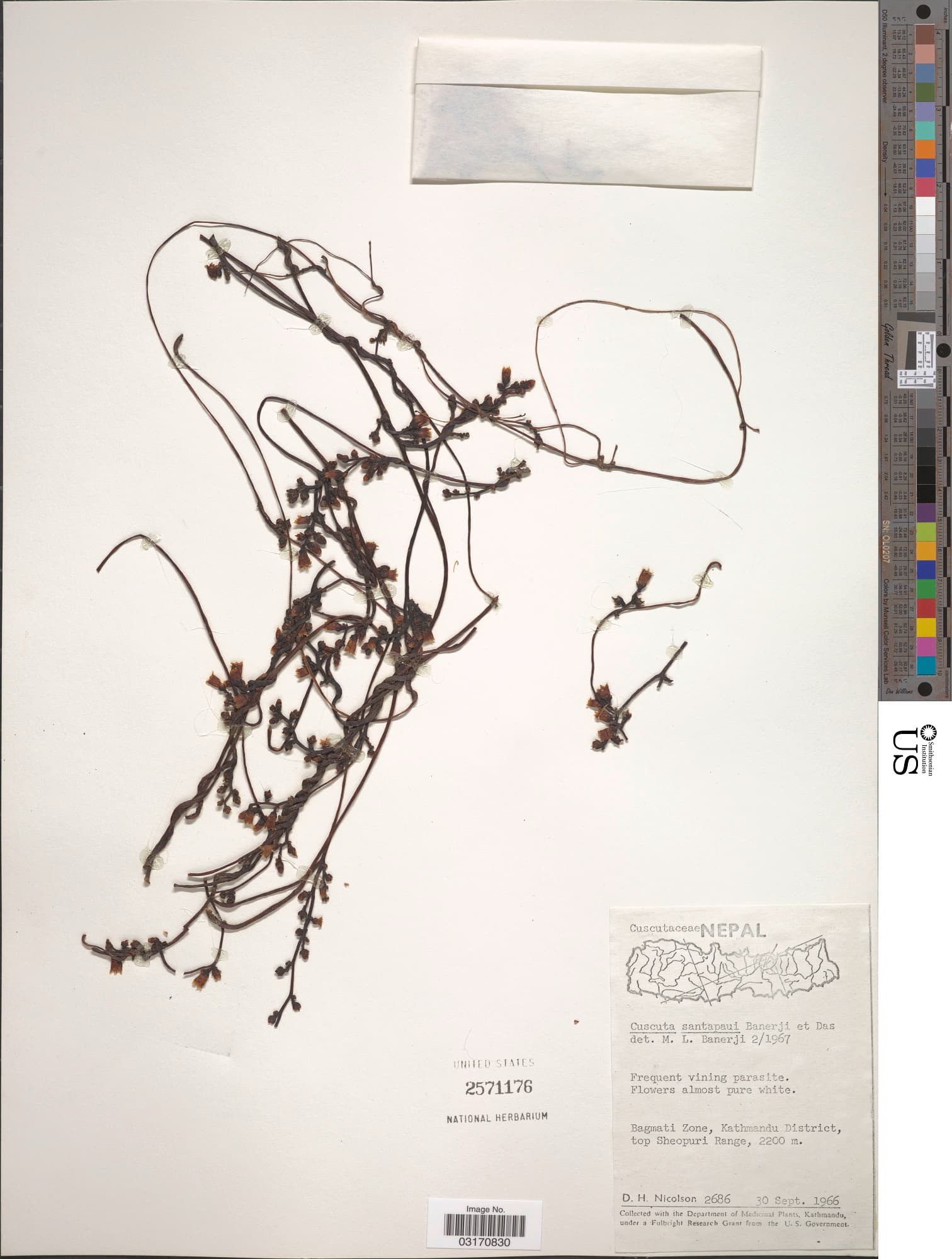 Cuscuta santapaui