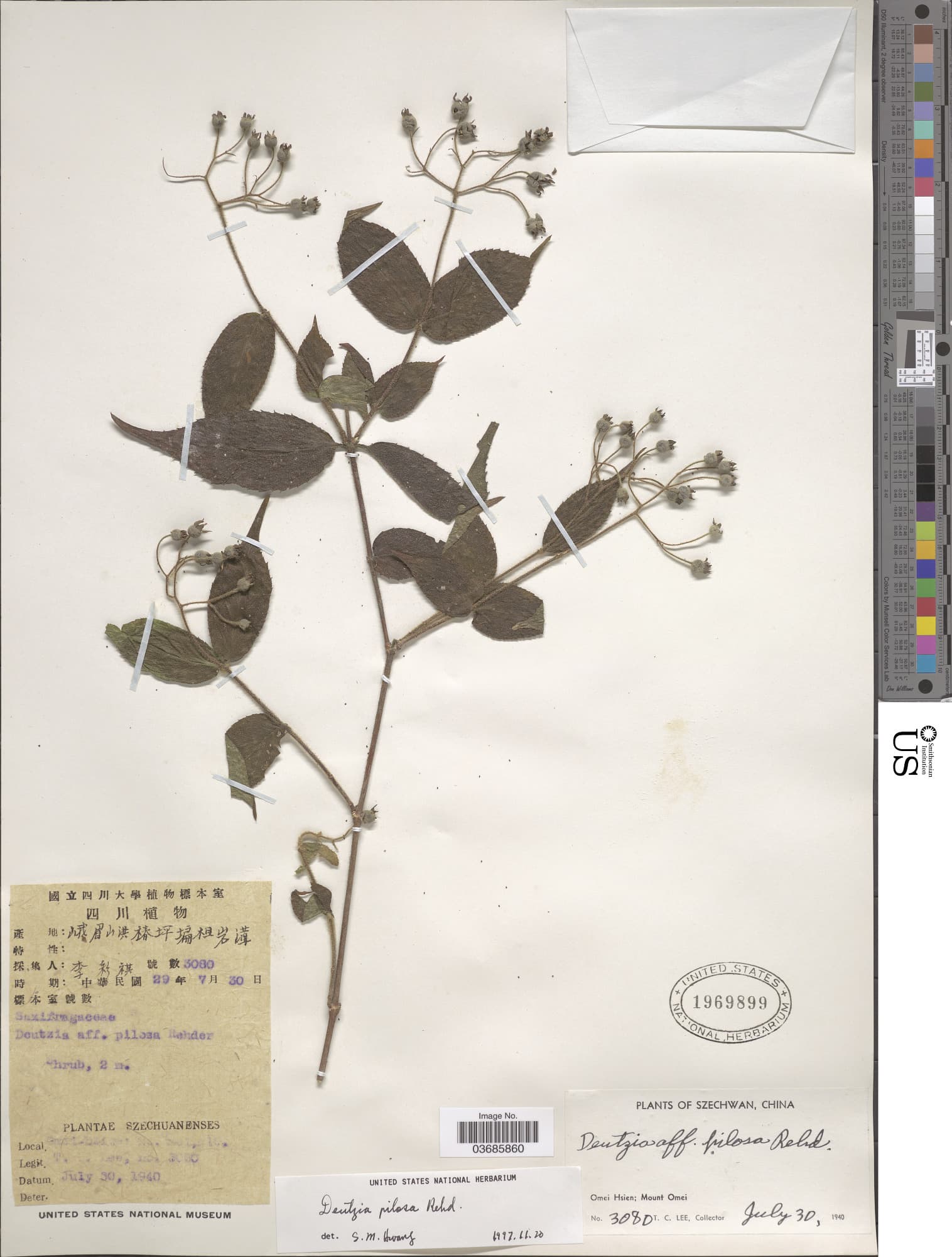Deutzia pilosa