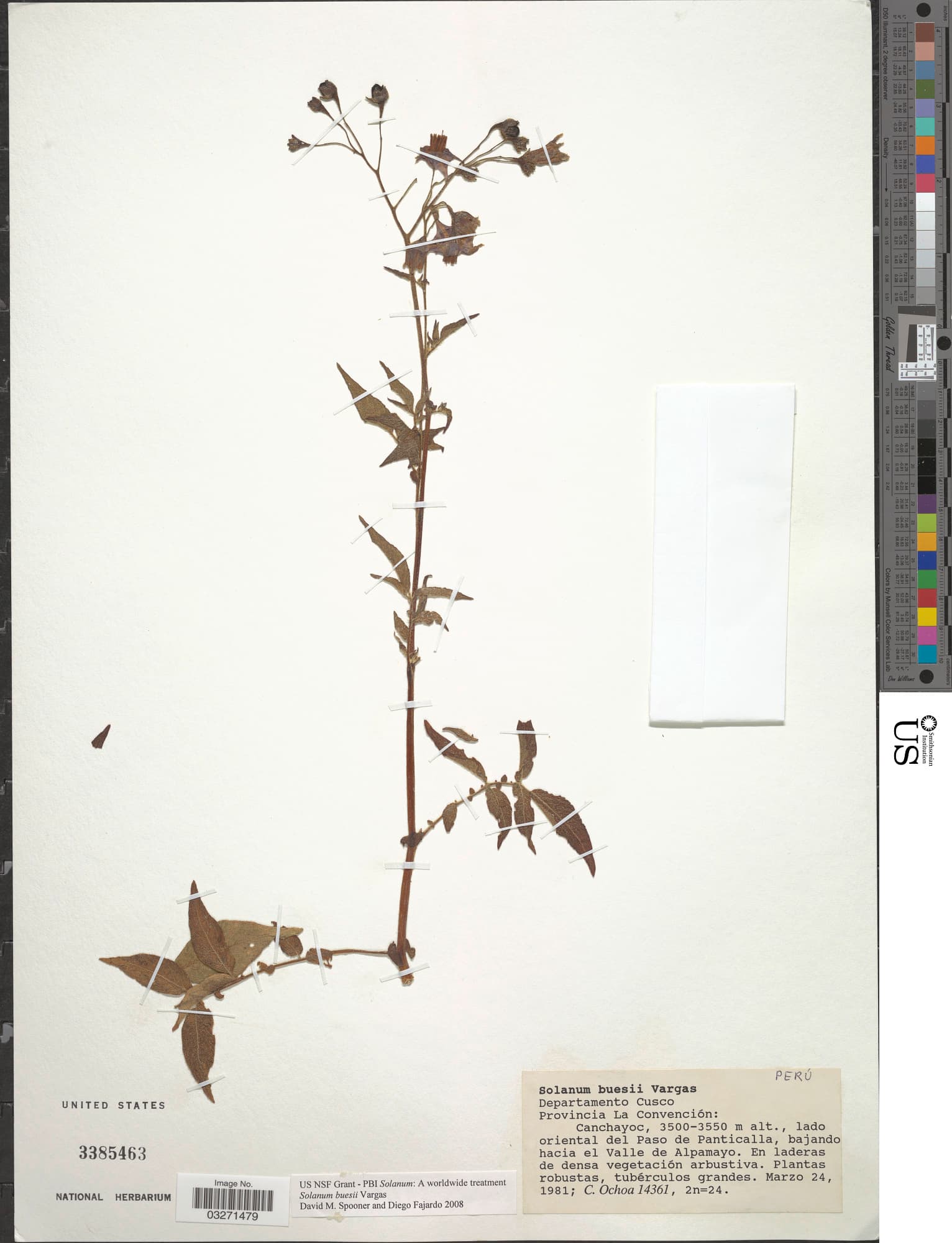 Solanum buesii