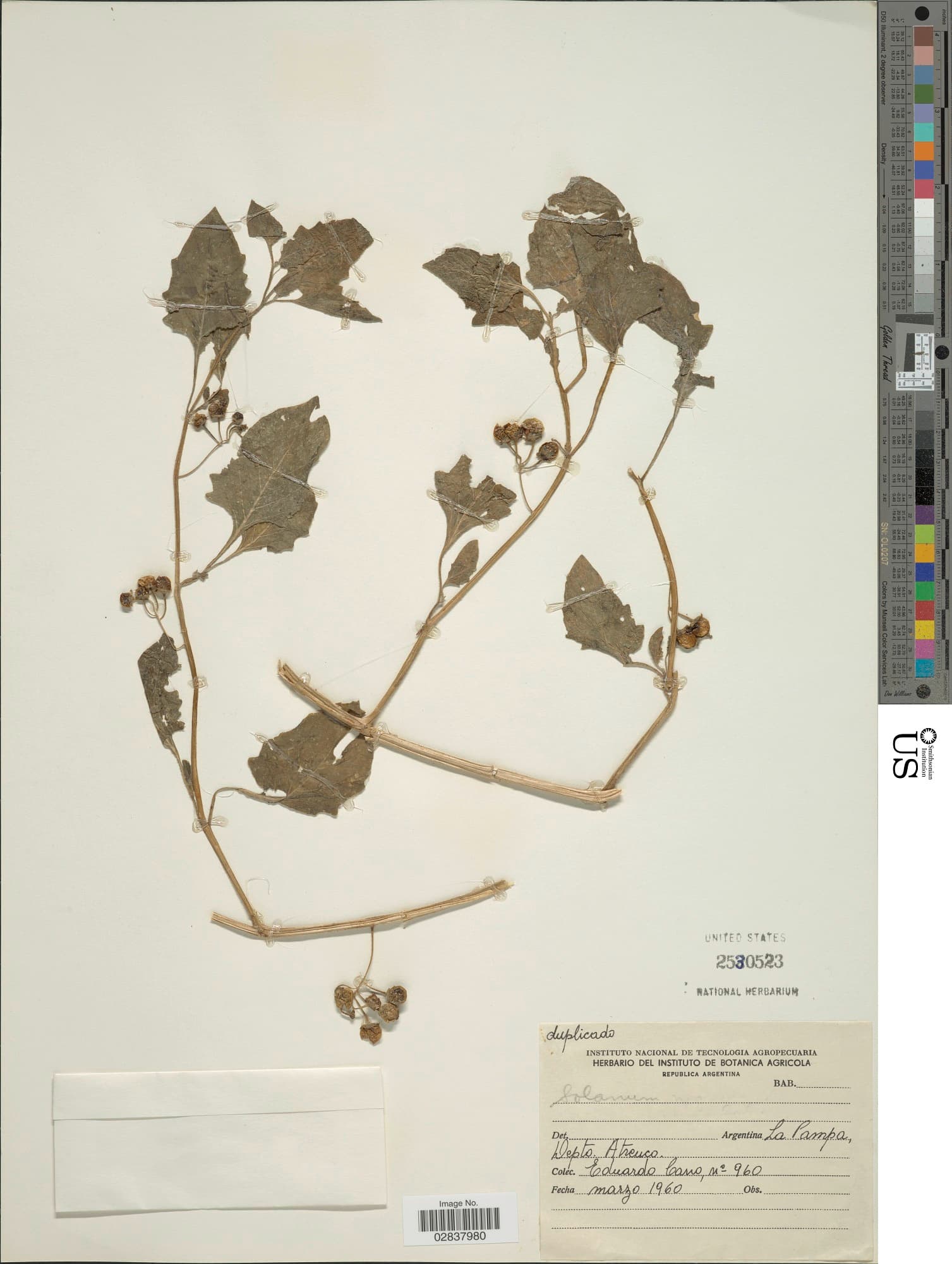 Solanum marmoratum