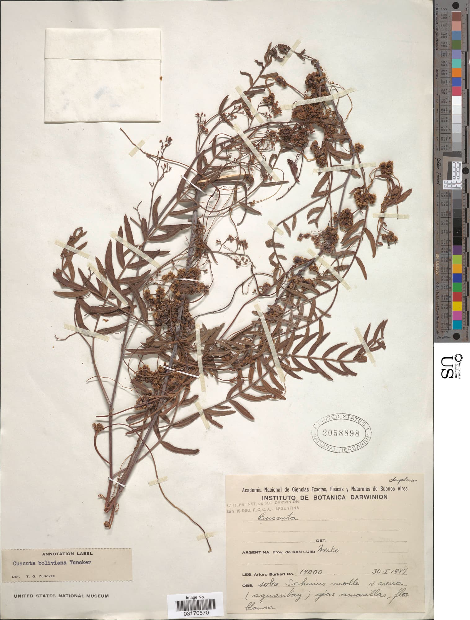 Cuscuta boliviana