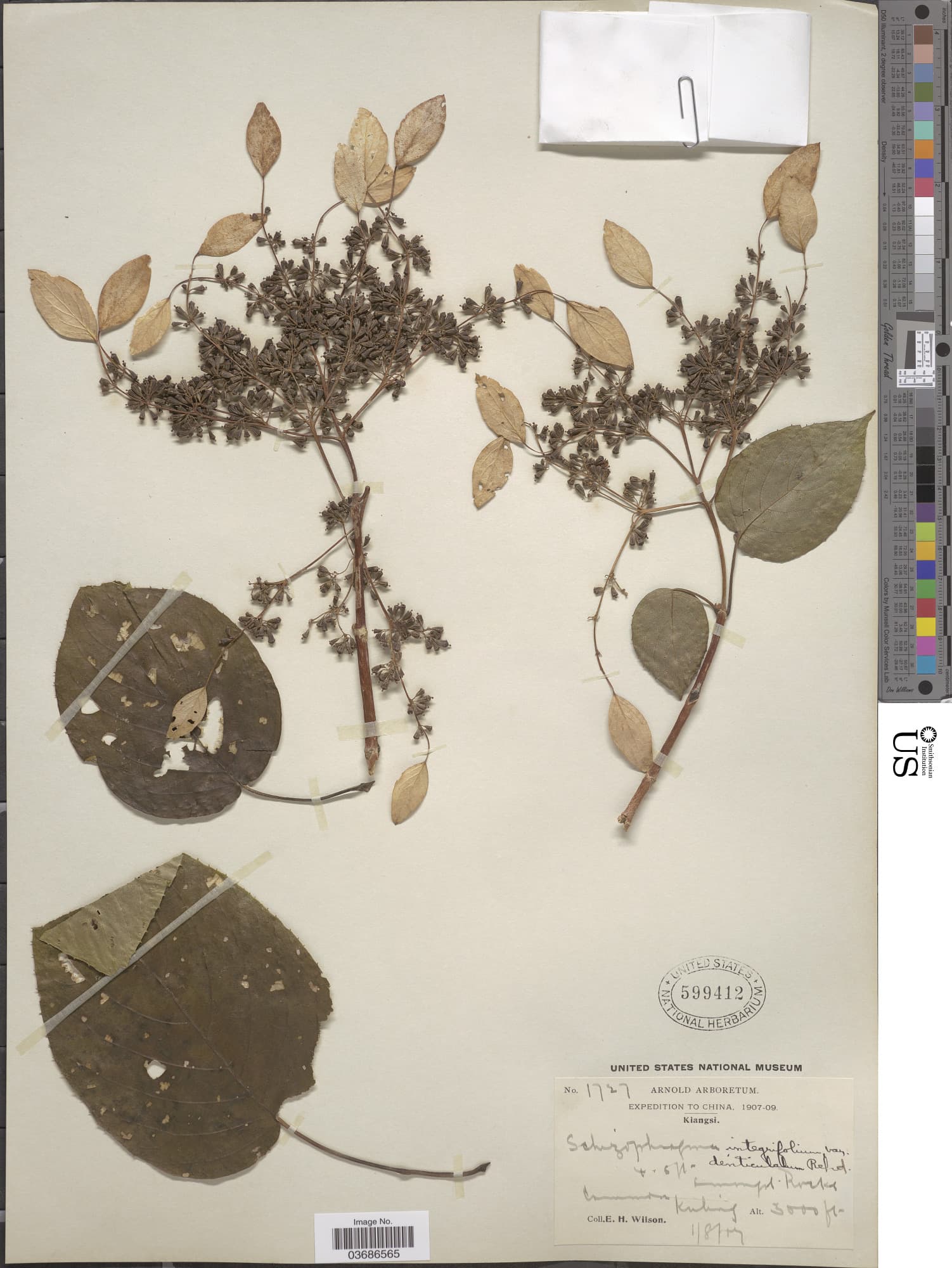 Hydrangea ampla
