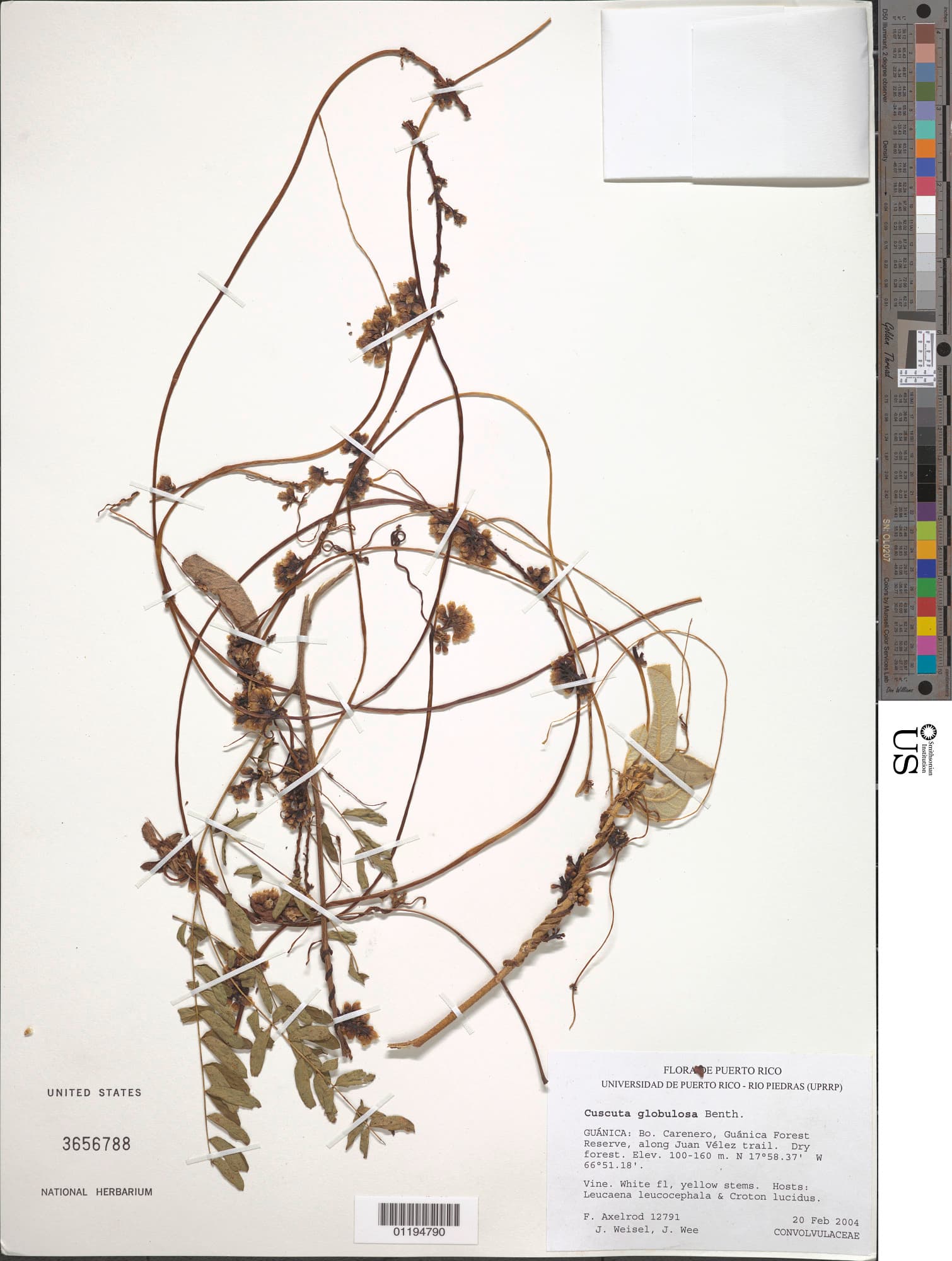 Cuscuta globulosa