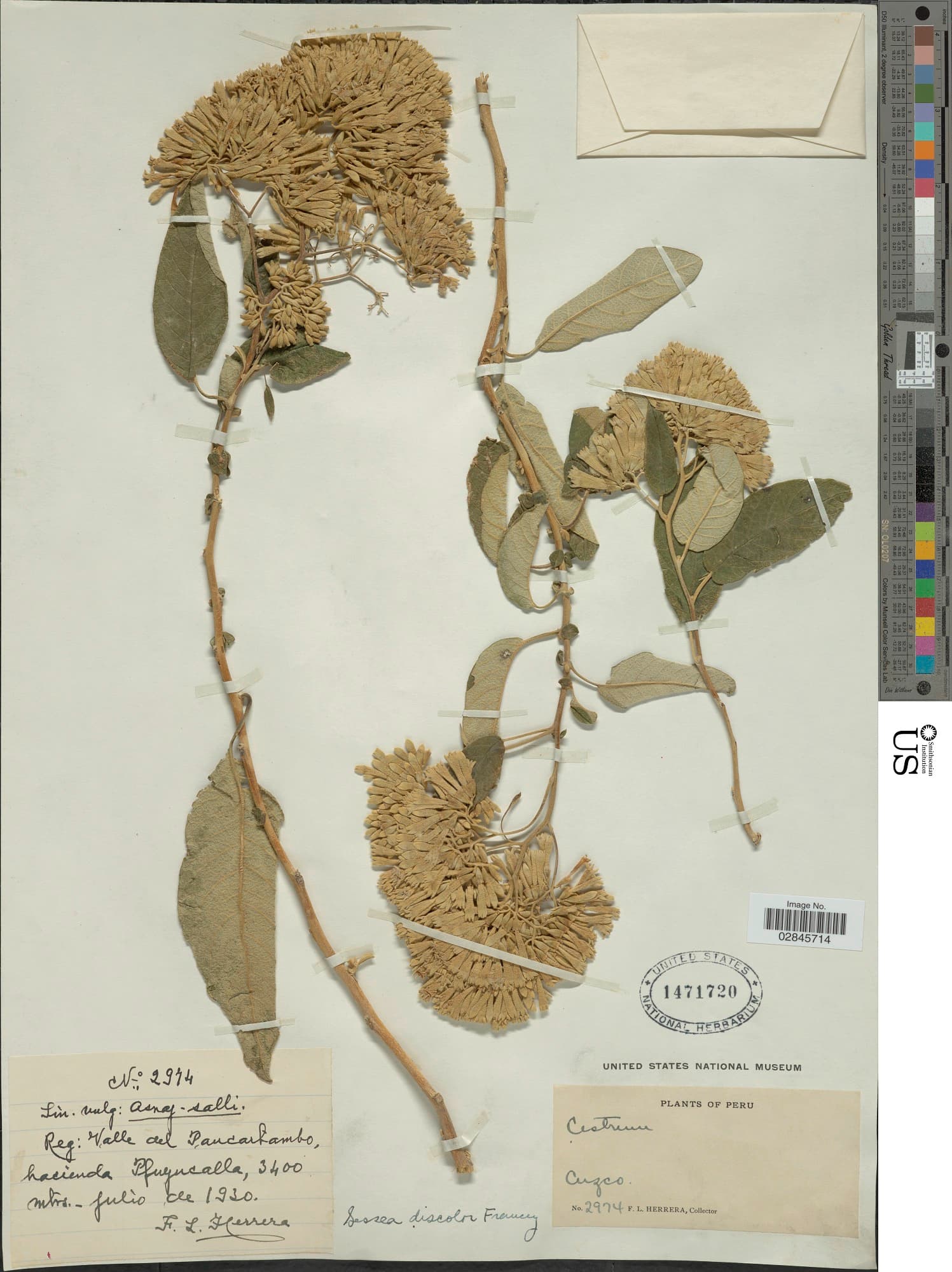 Sessea discolor