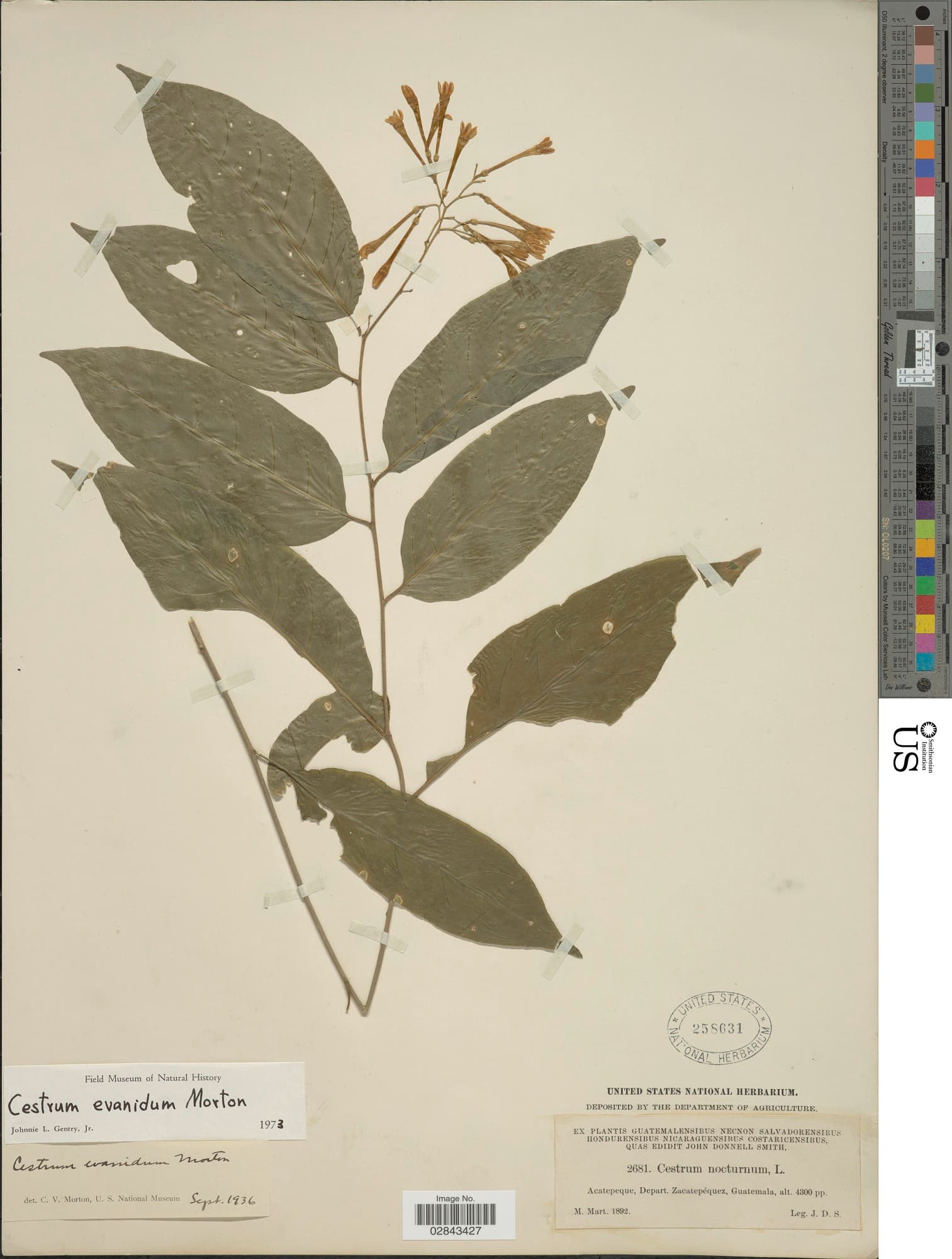 Cestrum evanidum