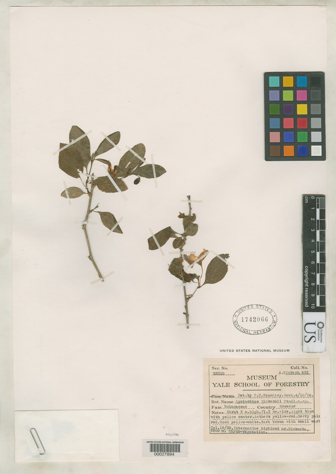 Lycianthes rimbachii