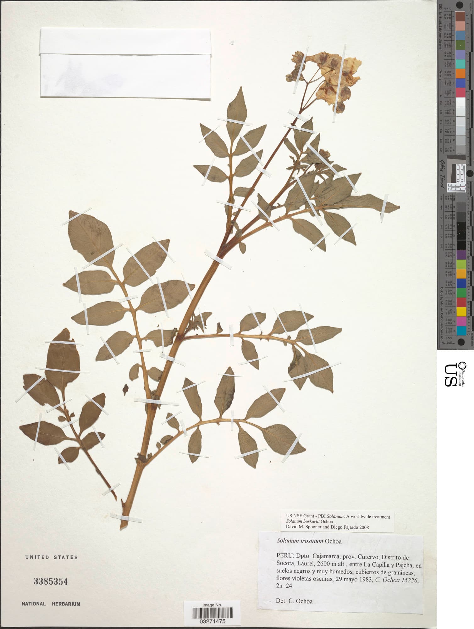 Solanum burkartii