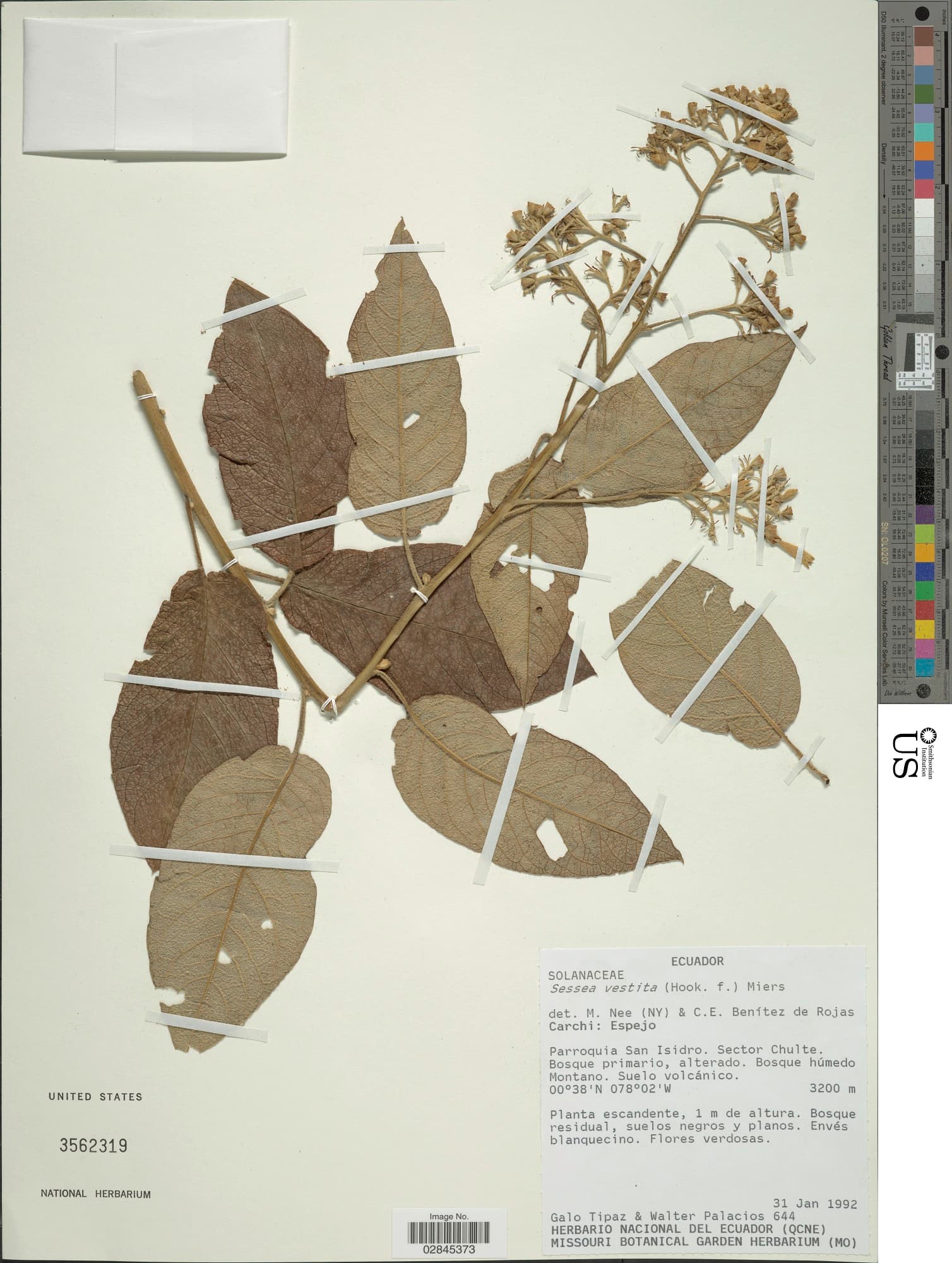 Cestrum vestitum