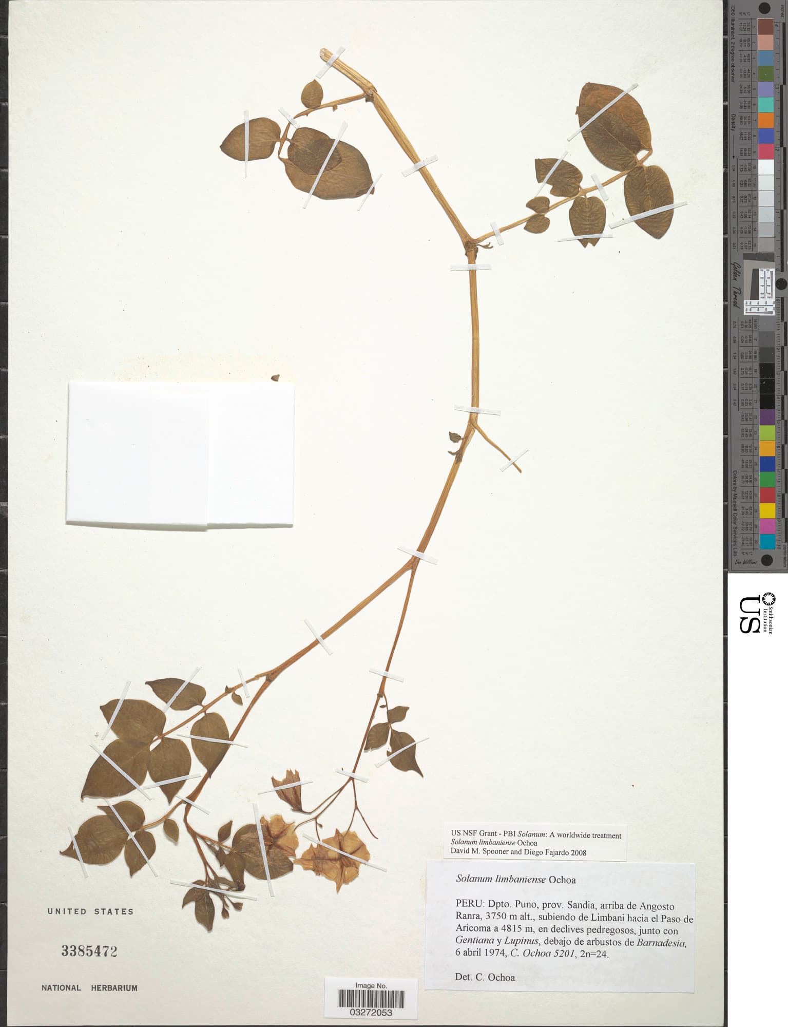 Solanum limbaniense