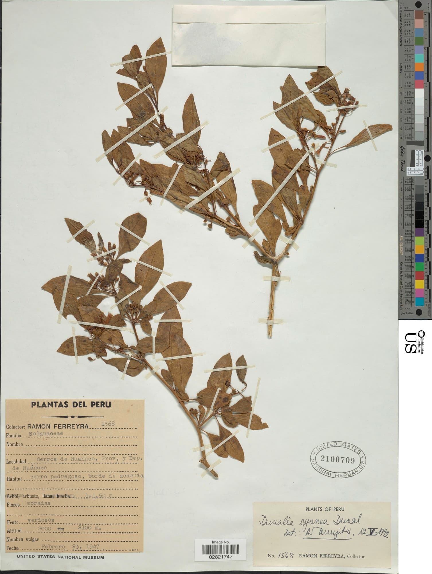Dunalia Spathulata