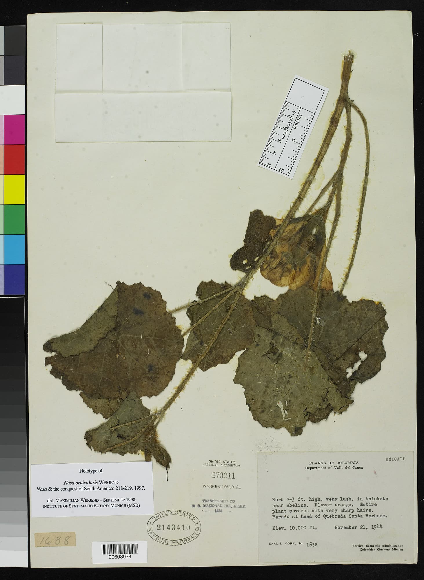 Nasa orbicularis