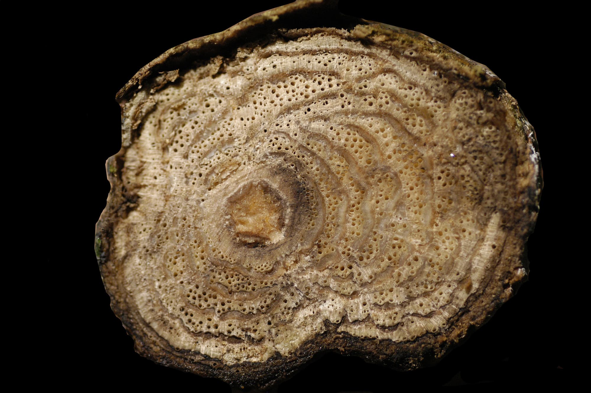 Dicranostyles holostyla