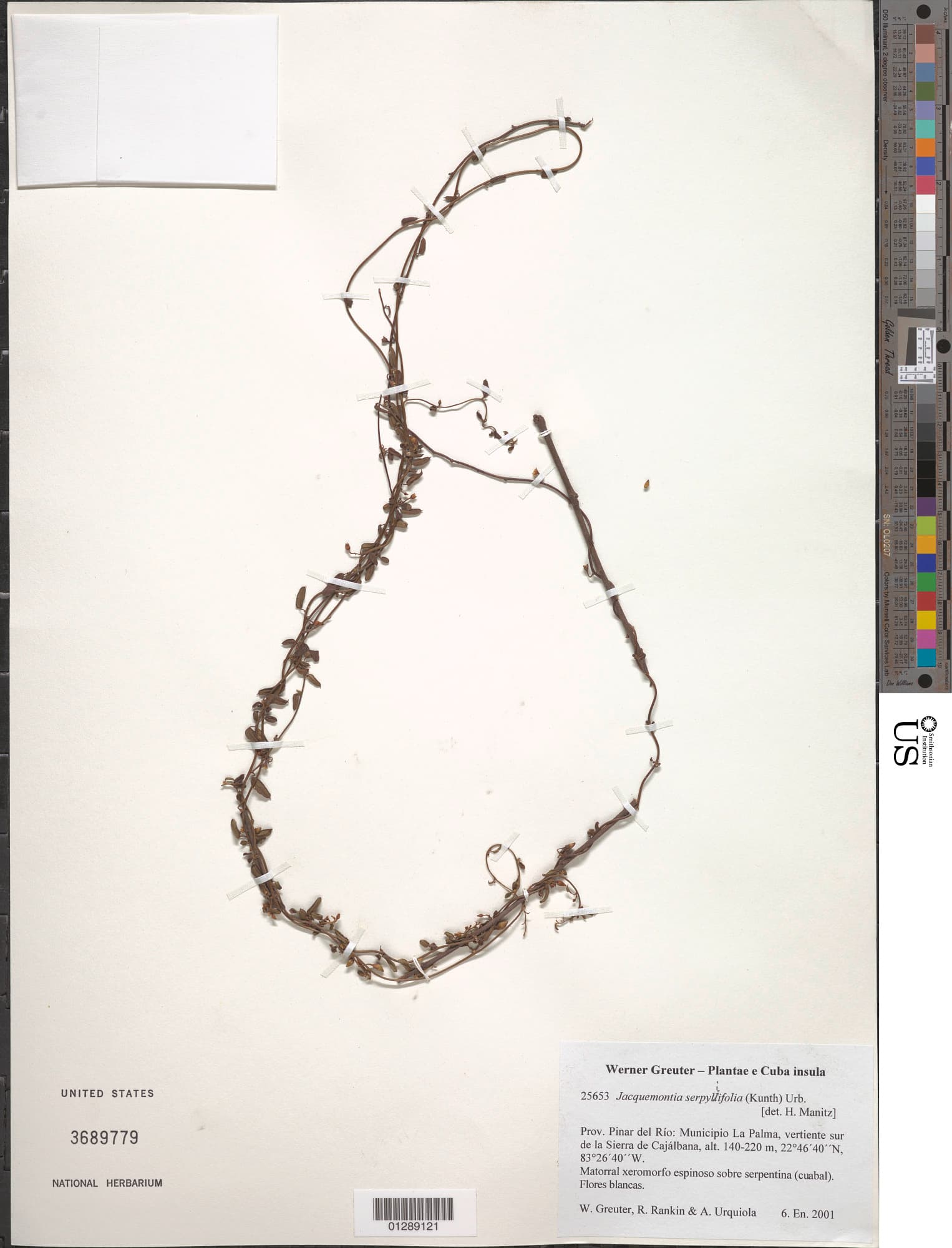 Jacquemontia serpyllifolia