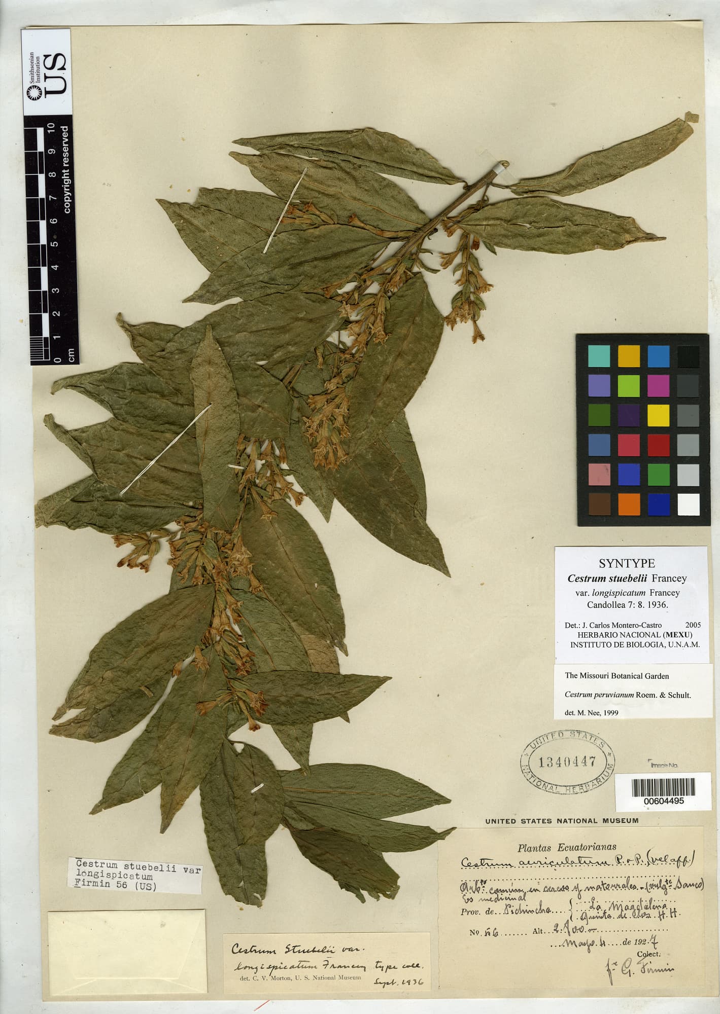 Cestrum stuebelii