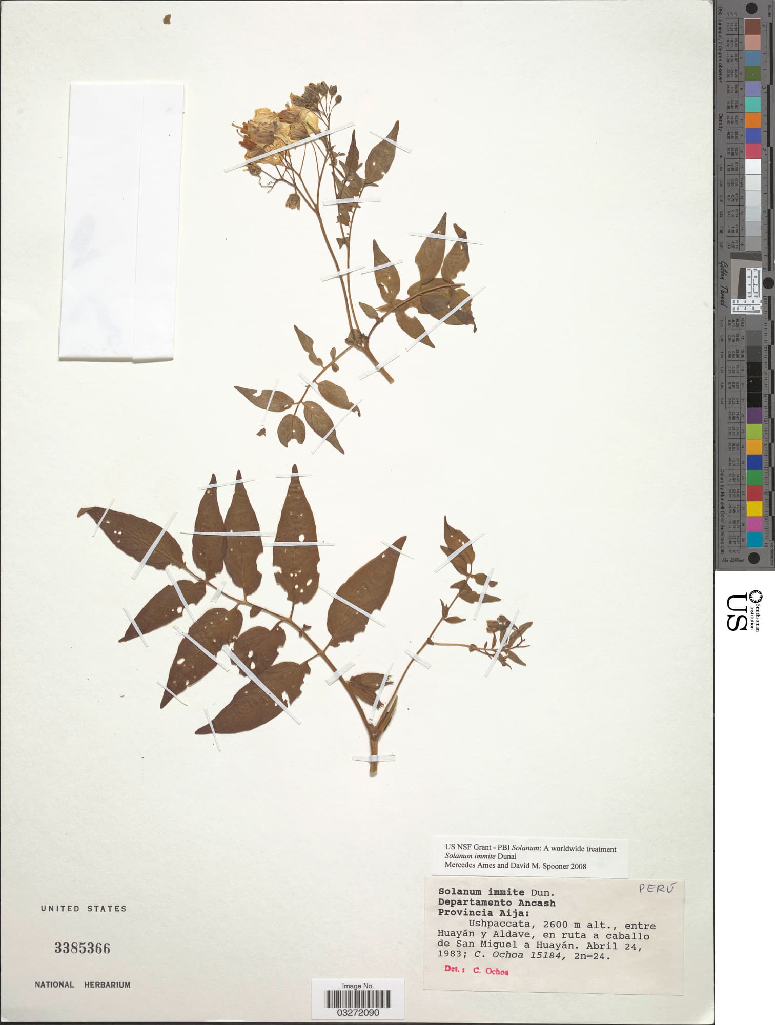 Solanum immite