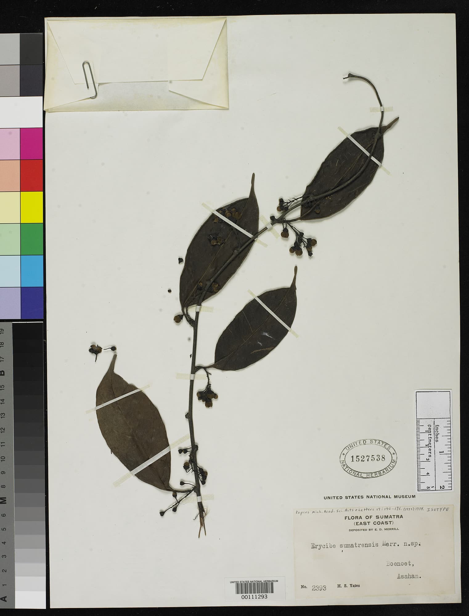 Erycibe sumatrensis