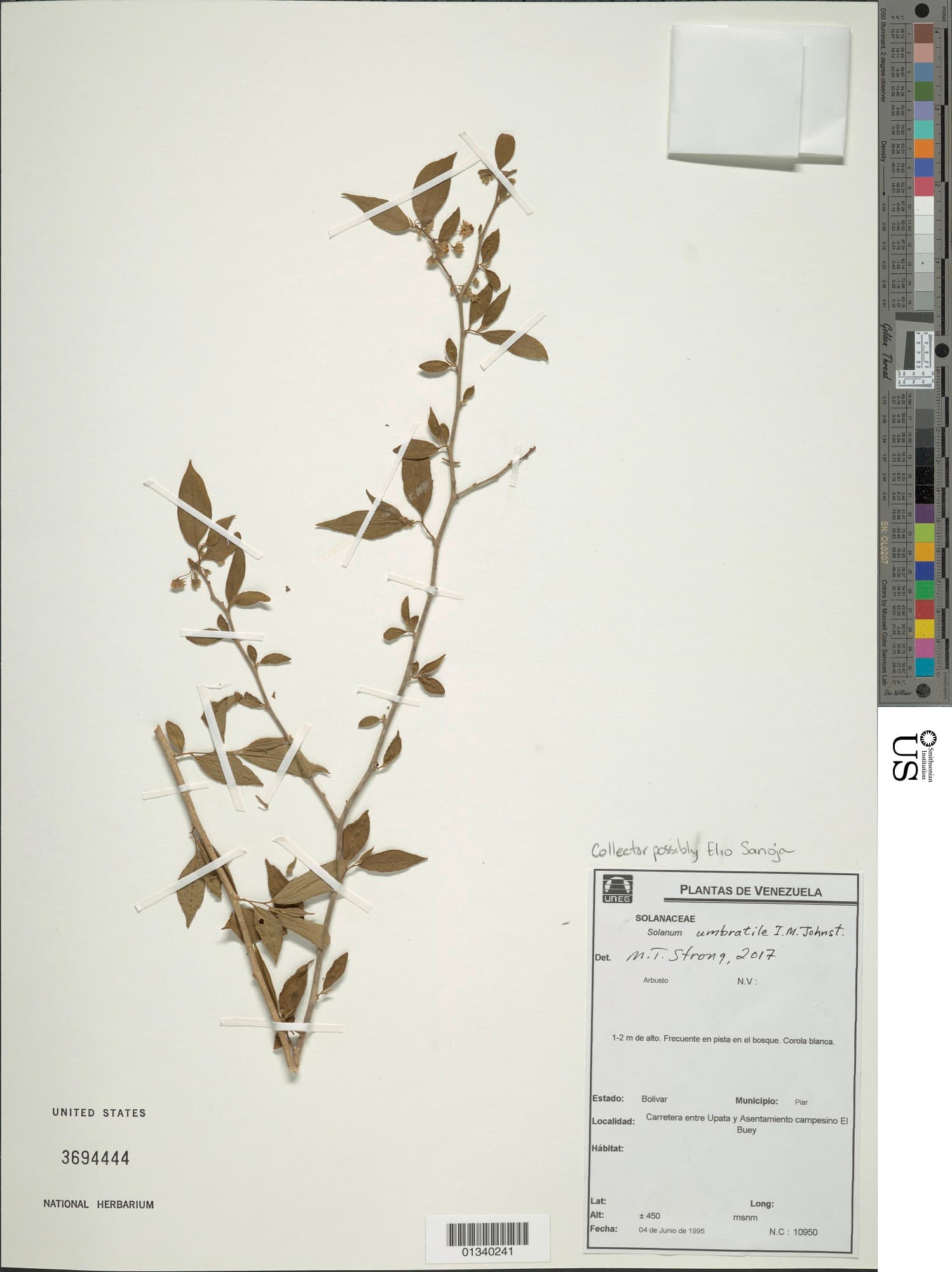 Solanum umbratile