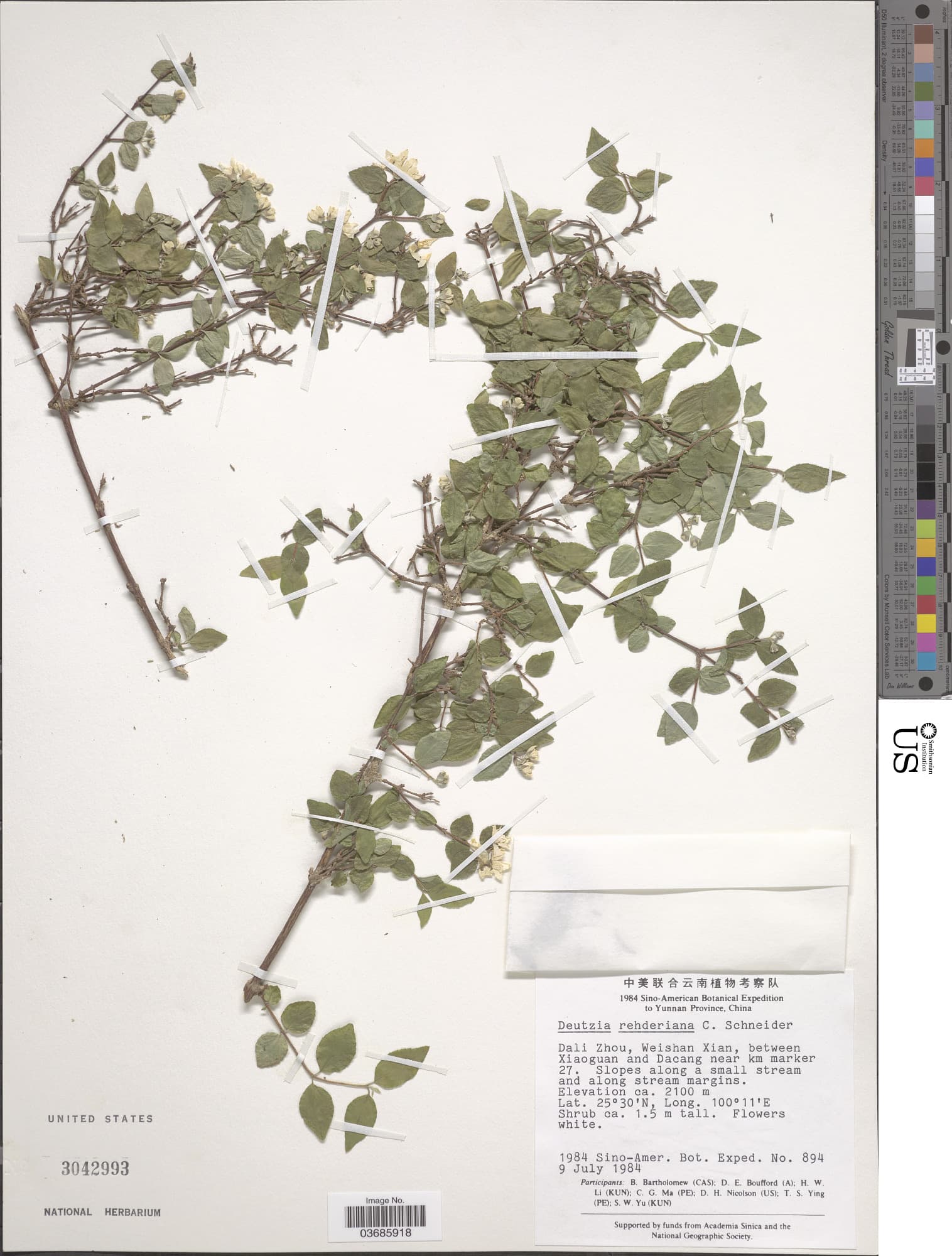 Deutzia rehderiana