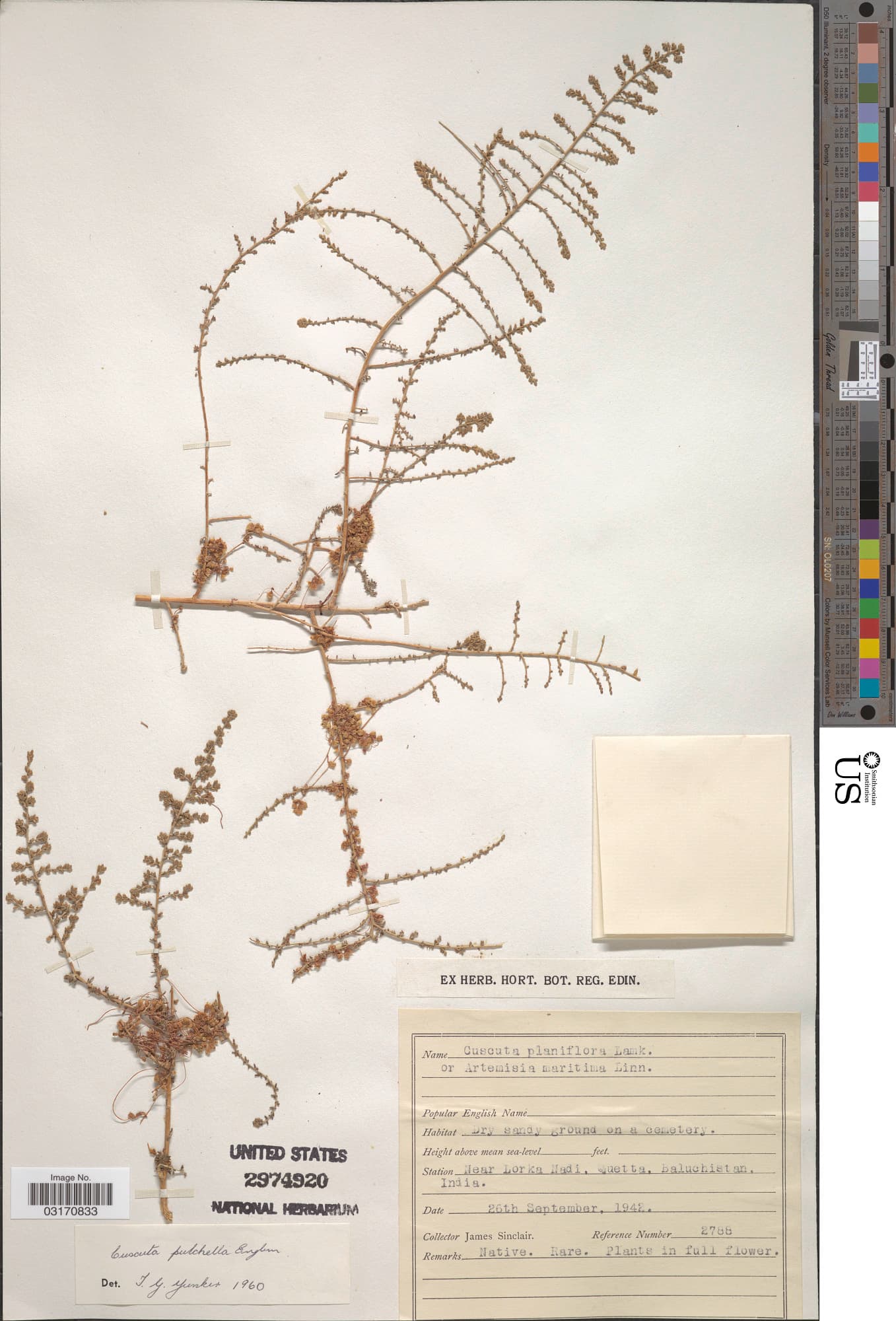 Cuscuta pulchella
