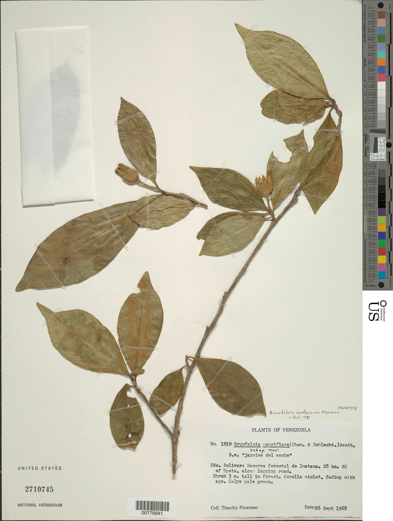 Imataca raintree