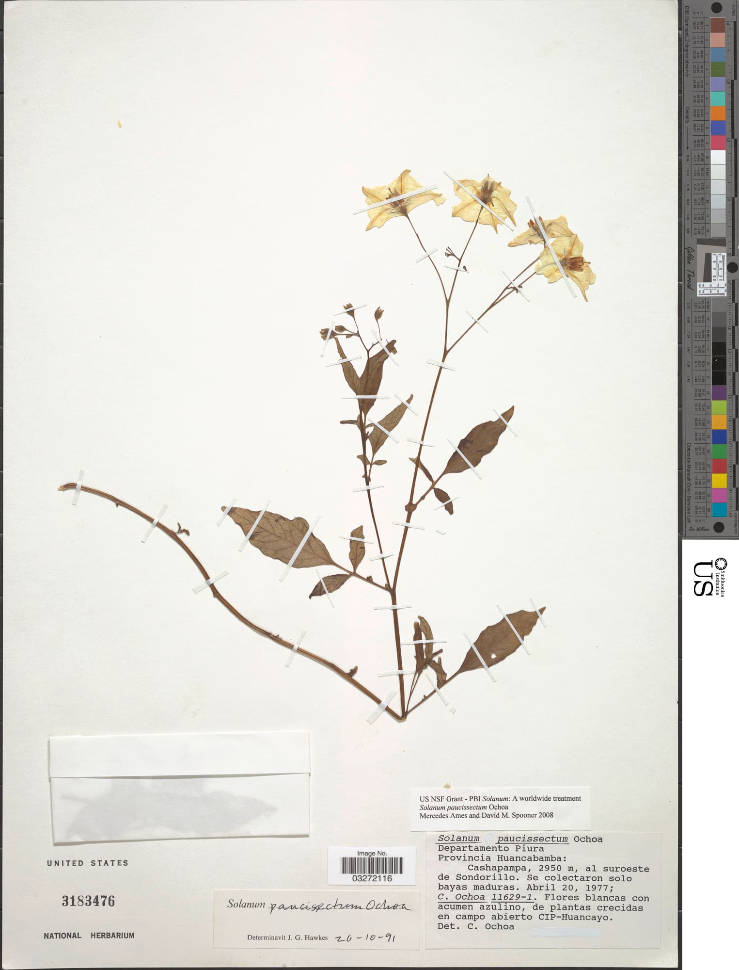 Solanum acroglossum