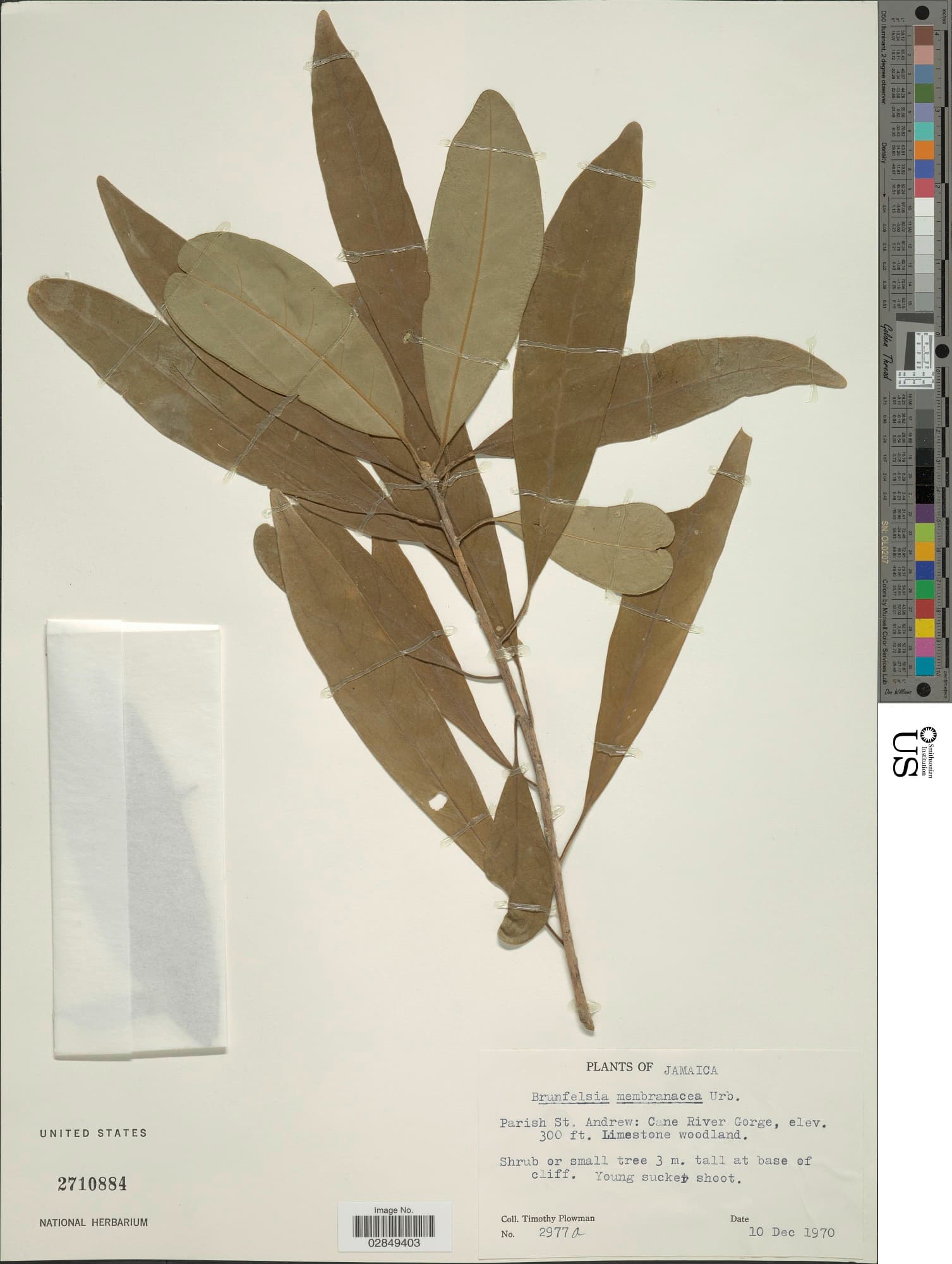 Brunfelsia membranacea