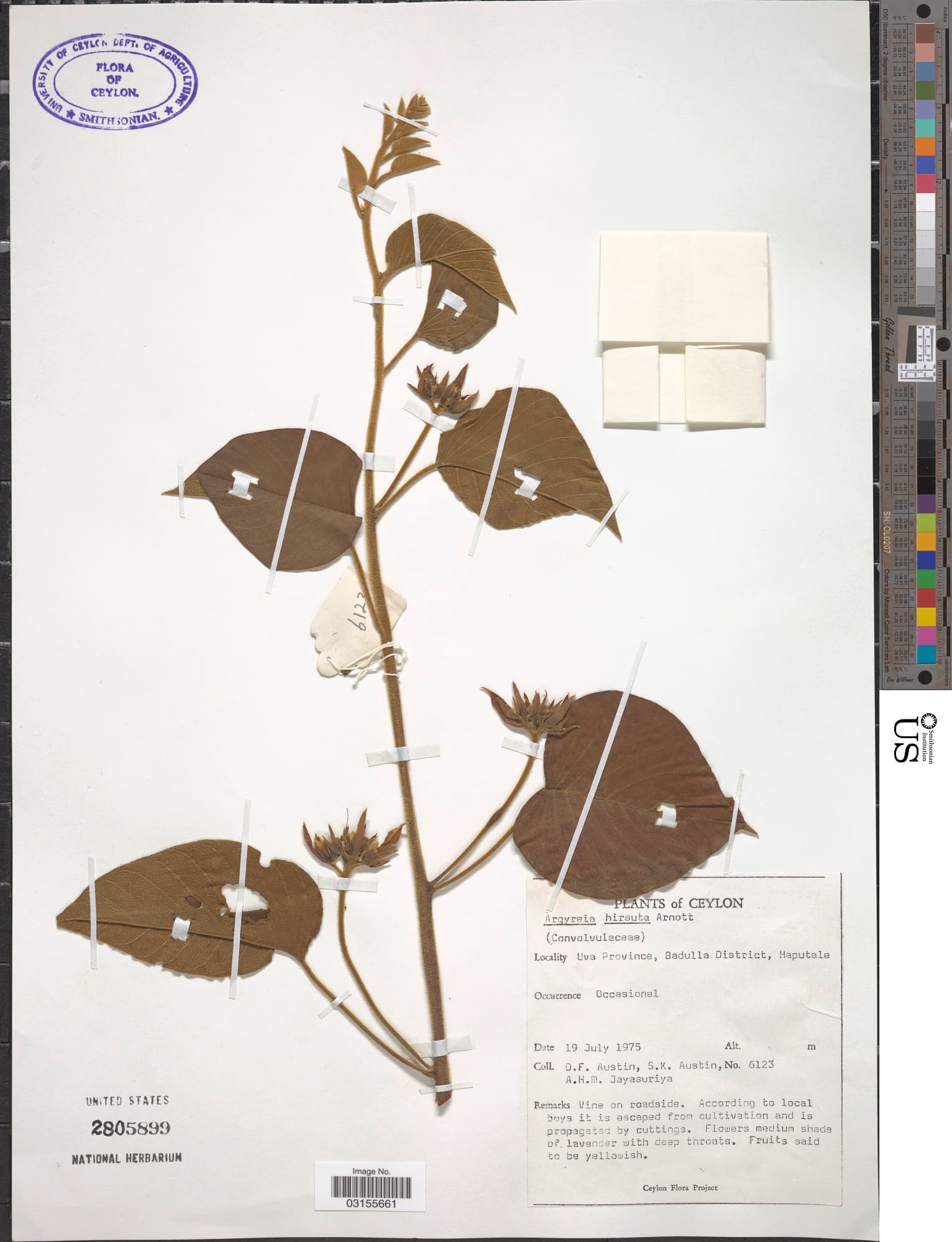 Argyreia hirsuta