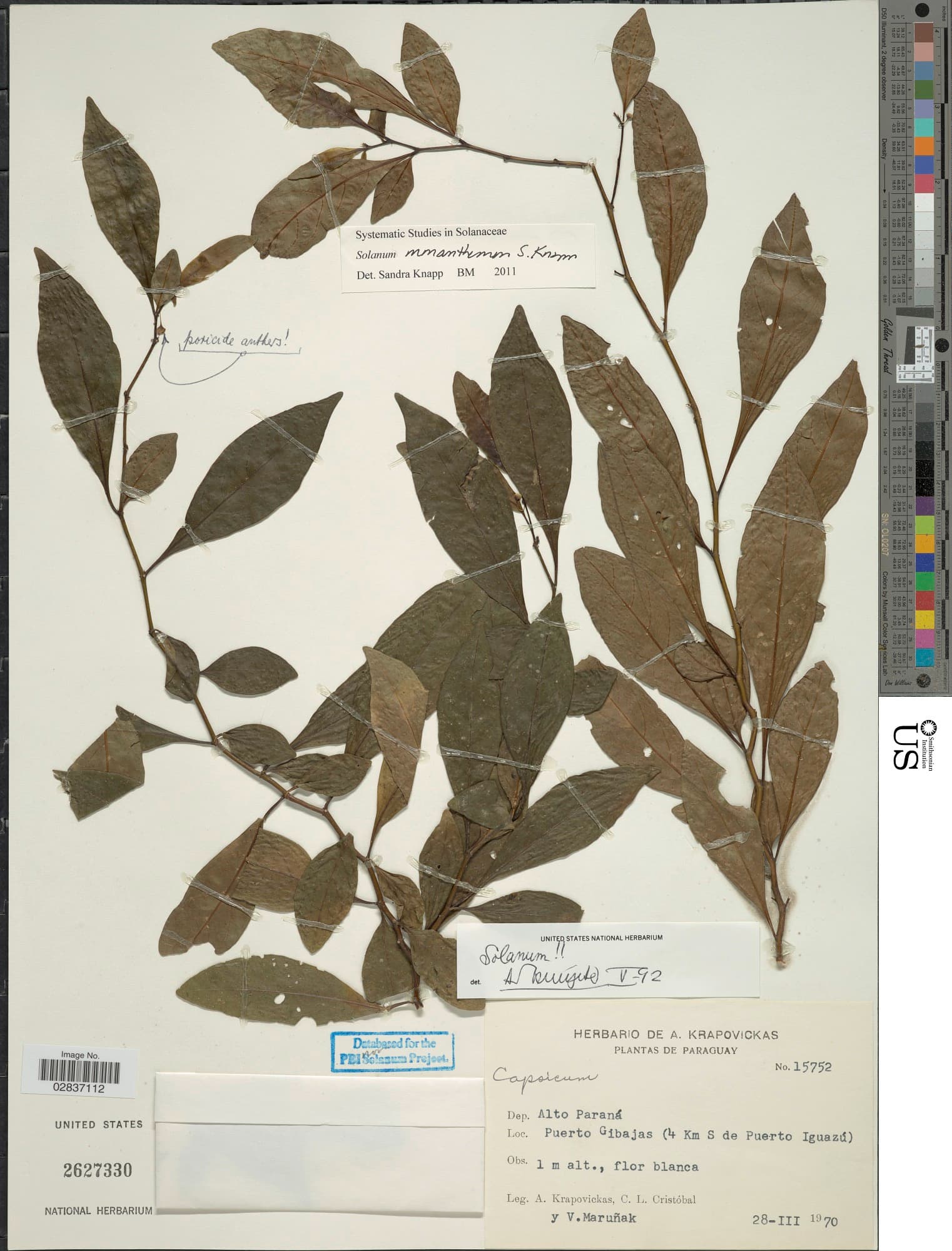 Solanum monanthemon