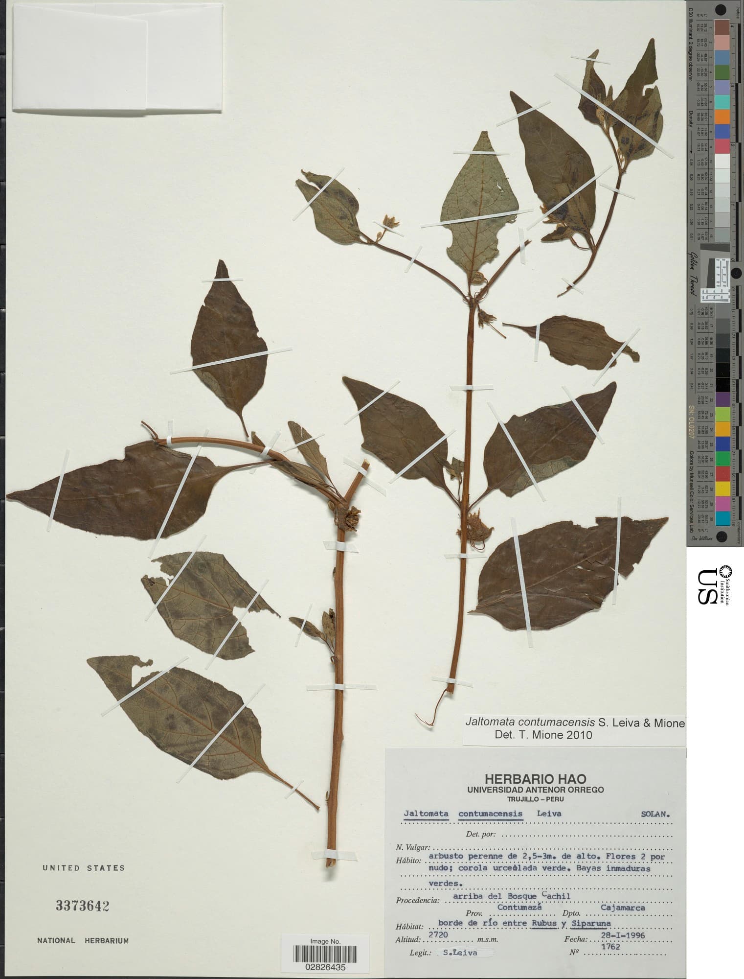 Jaltomata contumacensis