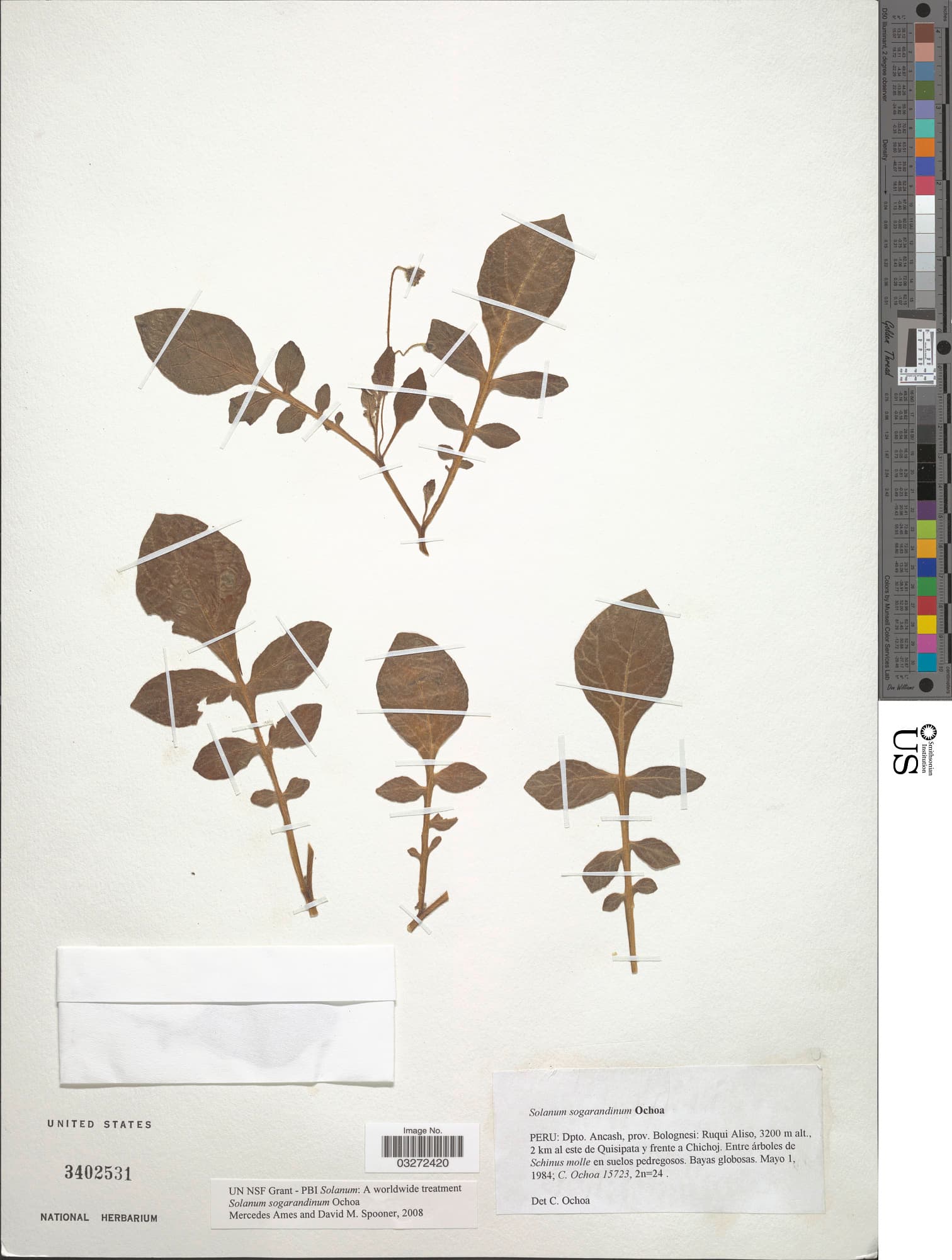 Solanum sogarandinum