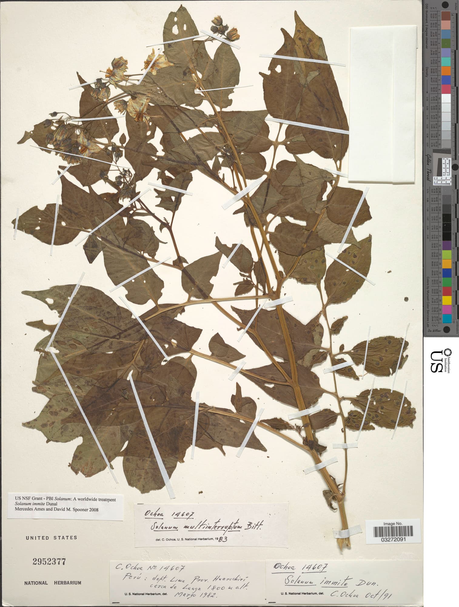 Solanum immite