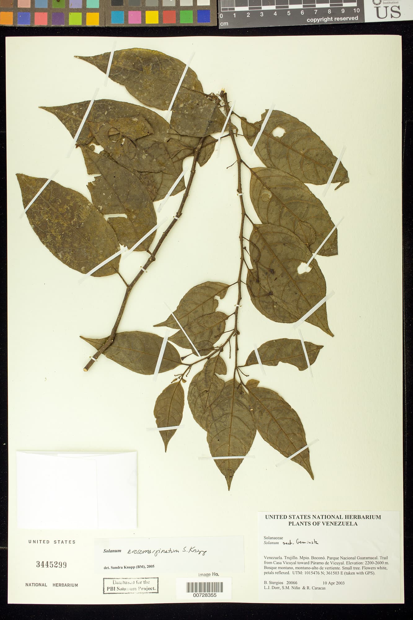 Solanum erosomarginatum