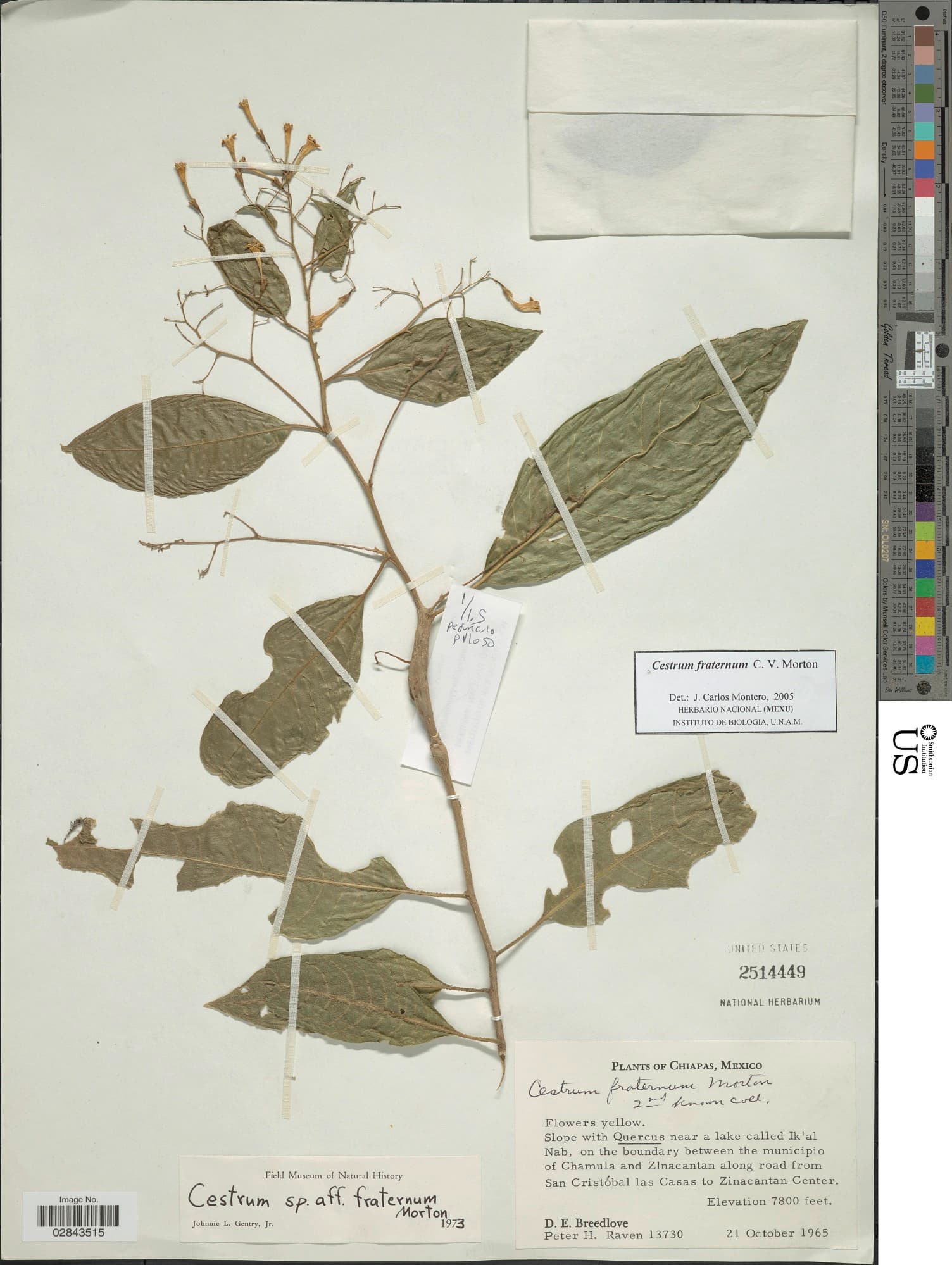 Cestrum fraternum