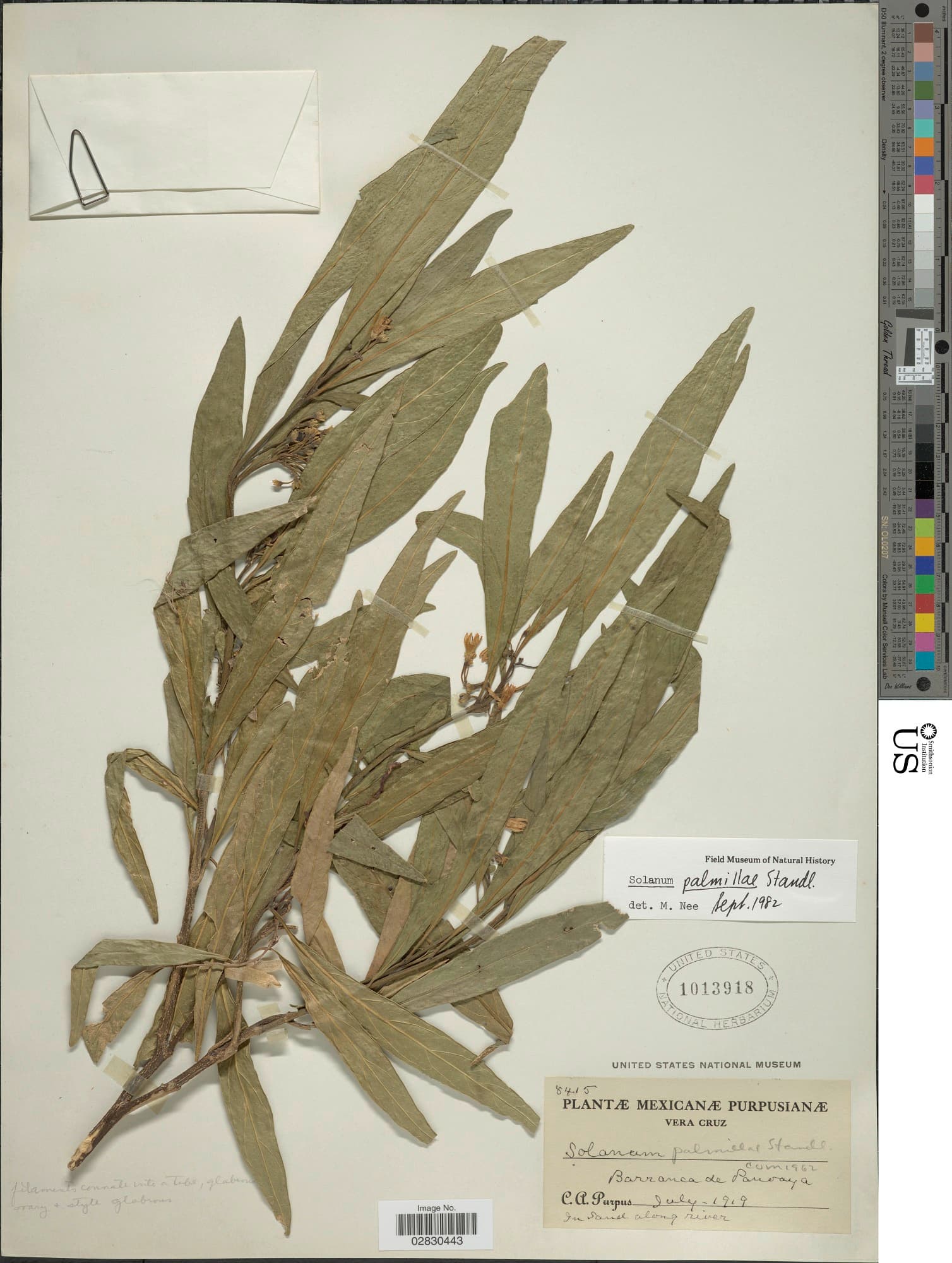 Solanum palmillae
